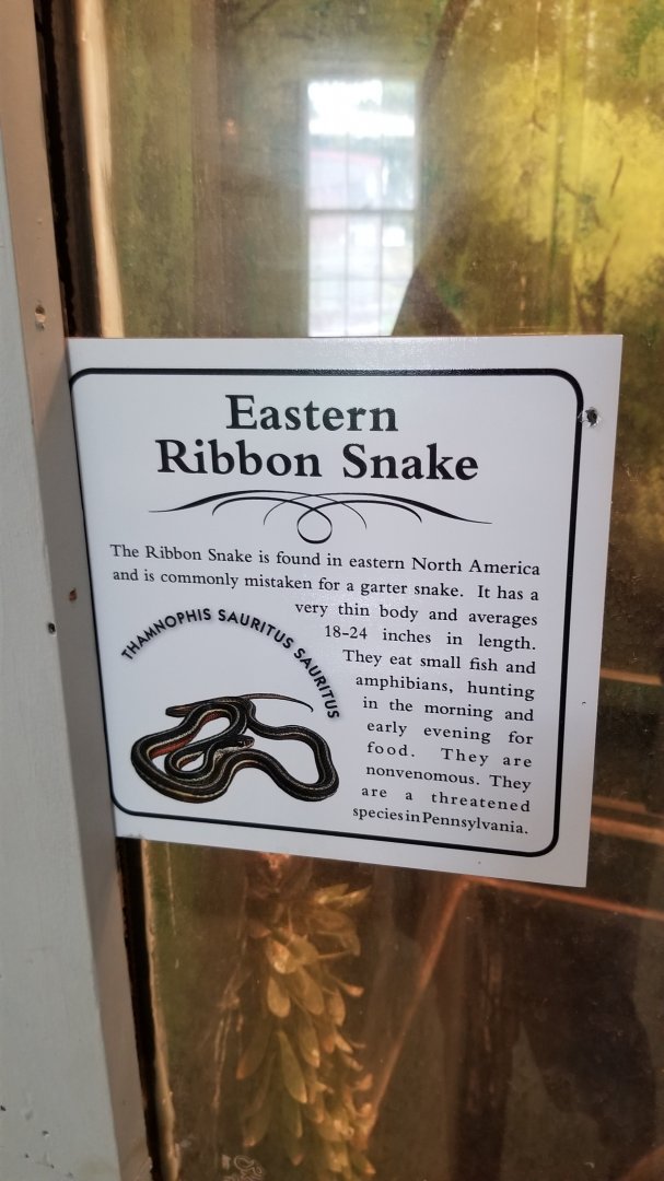 USVP - Eastern ribbon snake