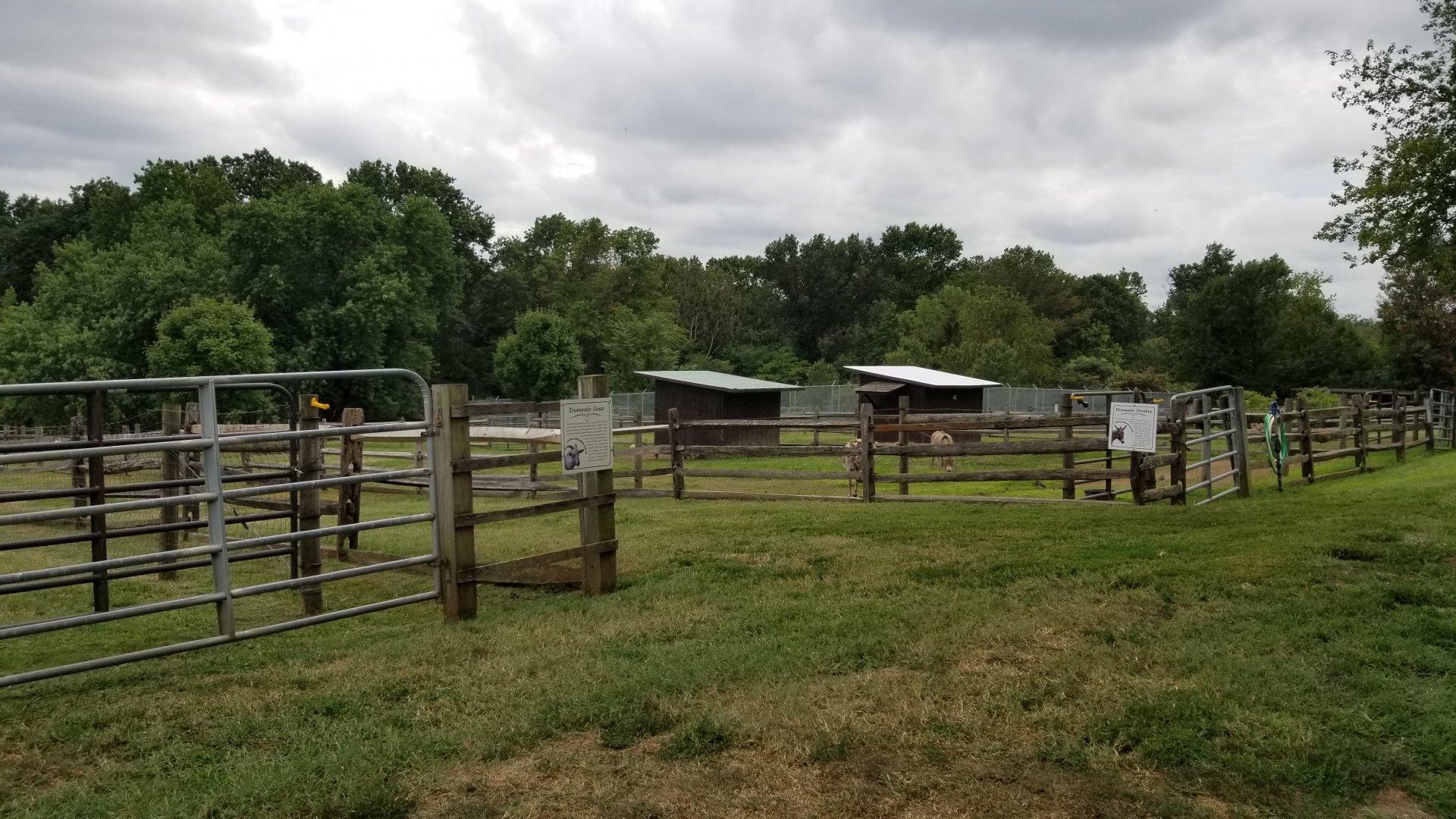 USVP - Goats and donkeys