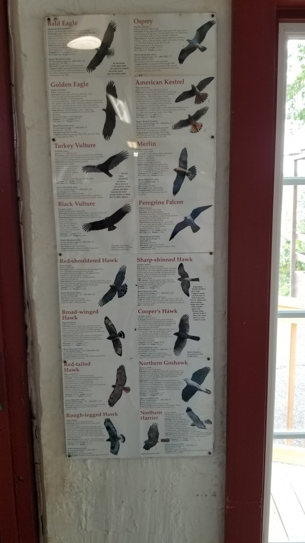 USVP - Local birds of prey poster