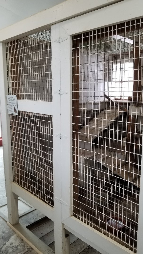 USVP - Male northern bobwhite quail