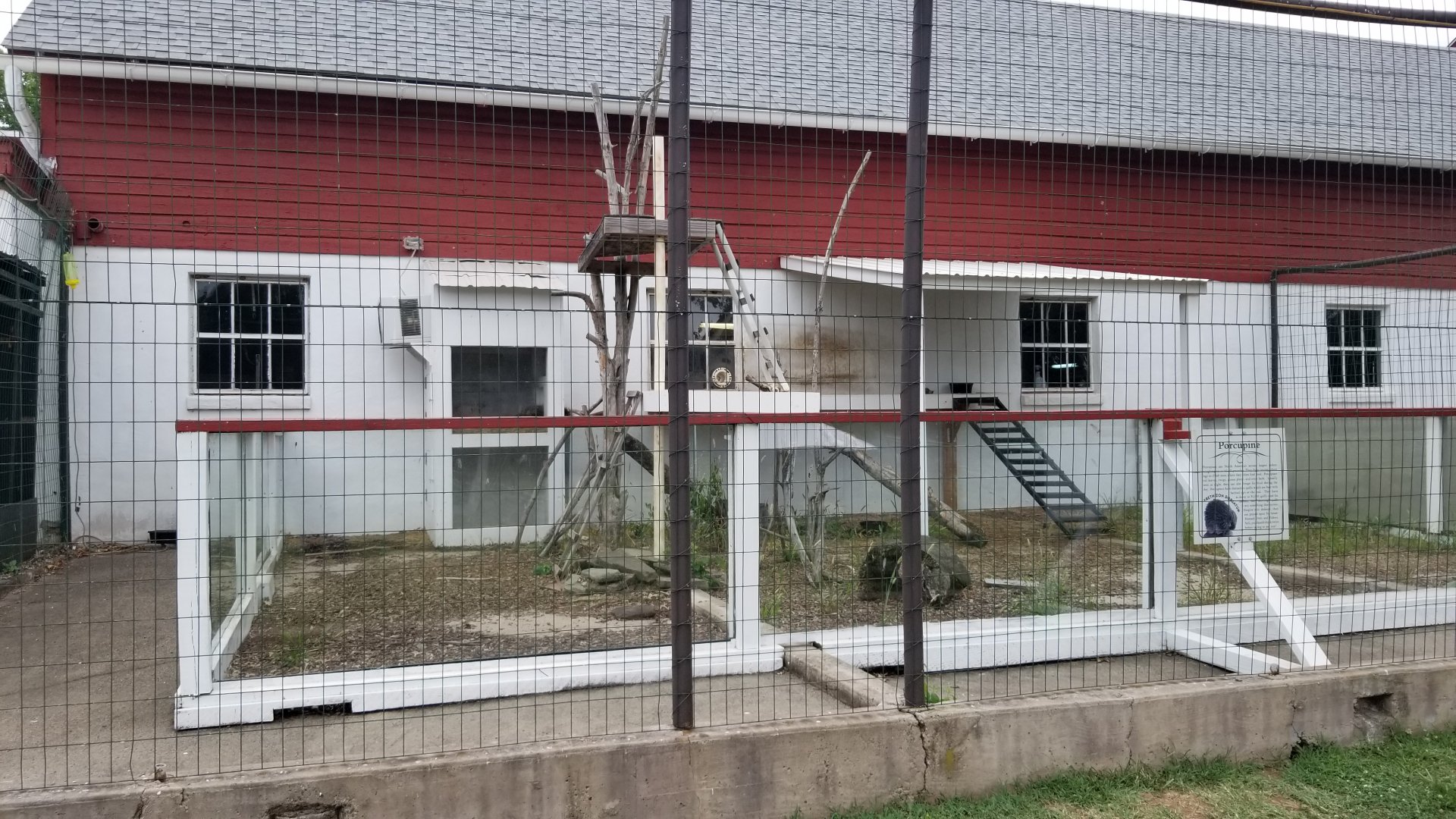 USVP - North american porcupine