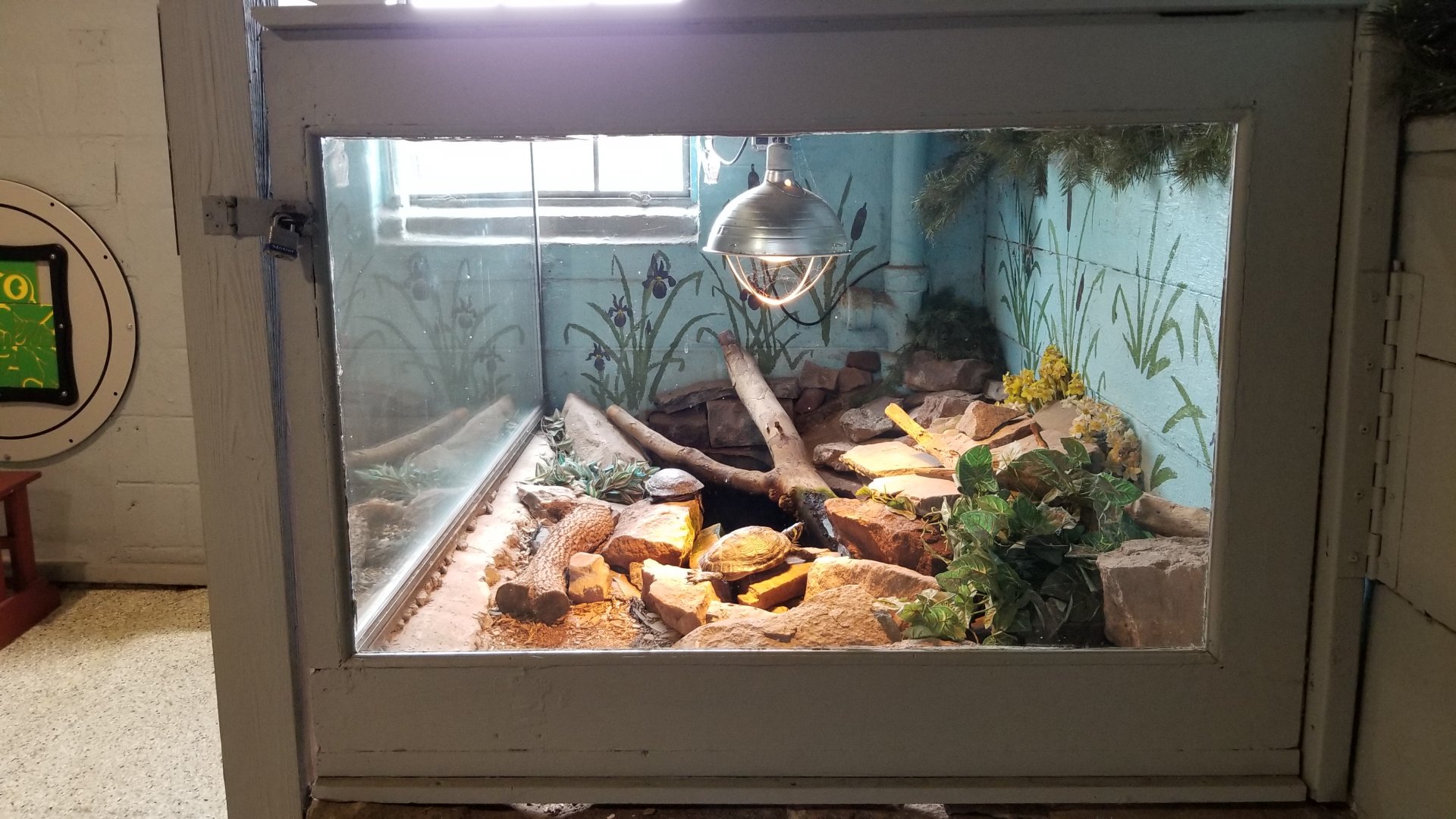 USVP - Peninsula cooter, red-eared slider