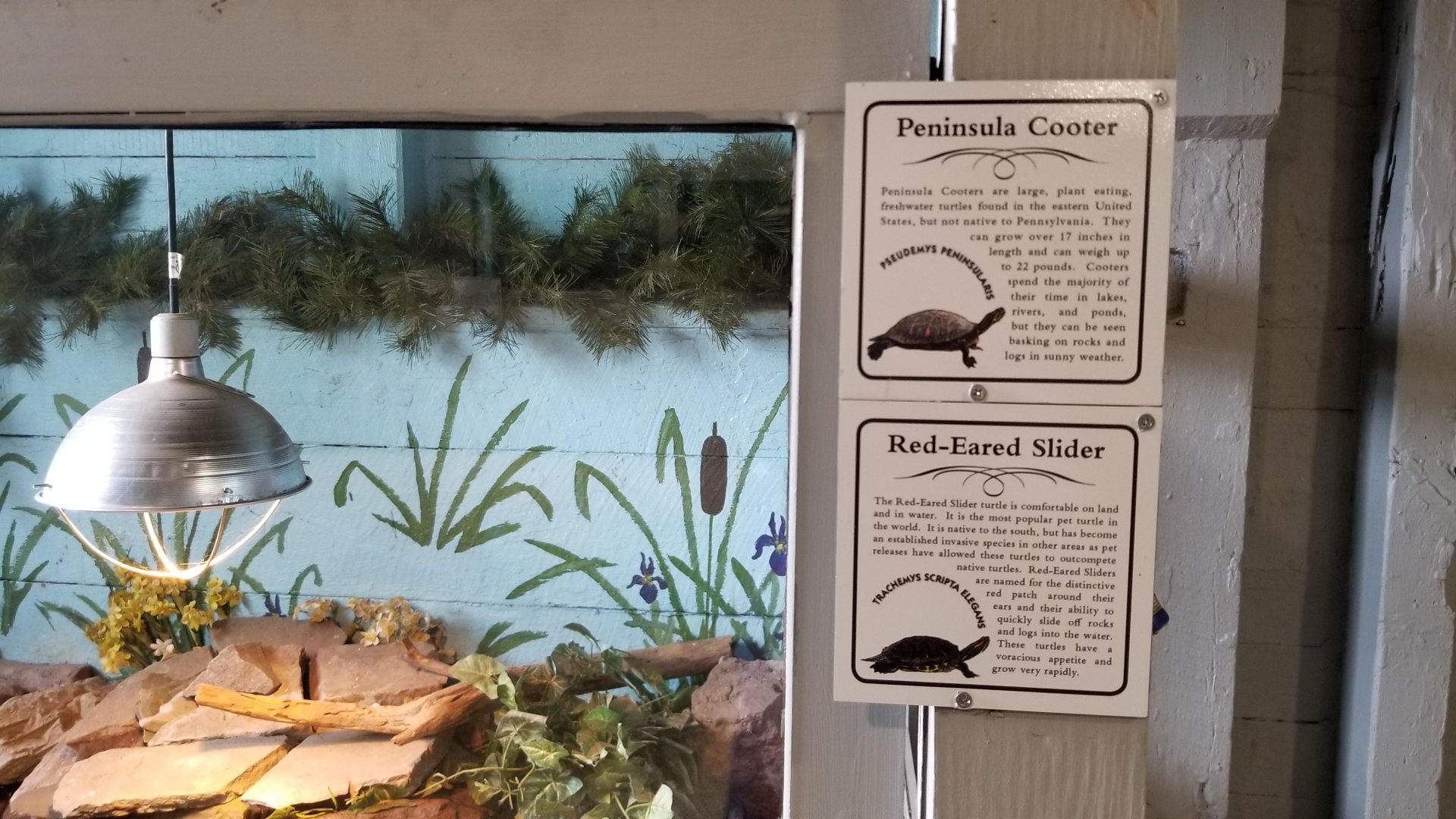 USVP - Peninsula cooter, red-eared slider