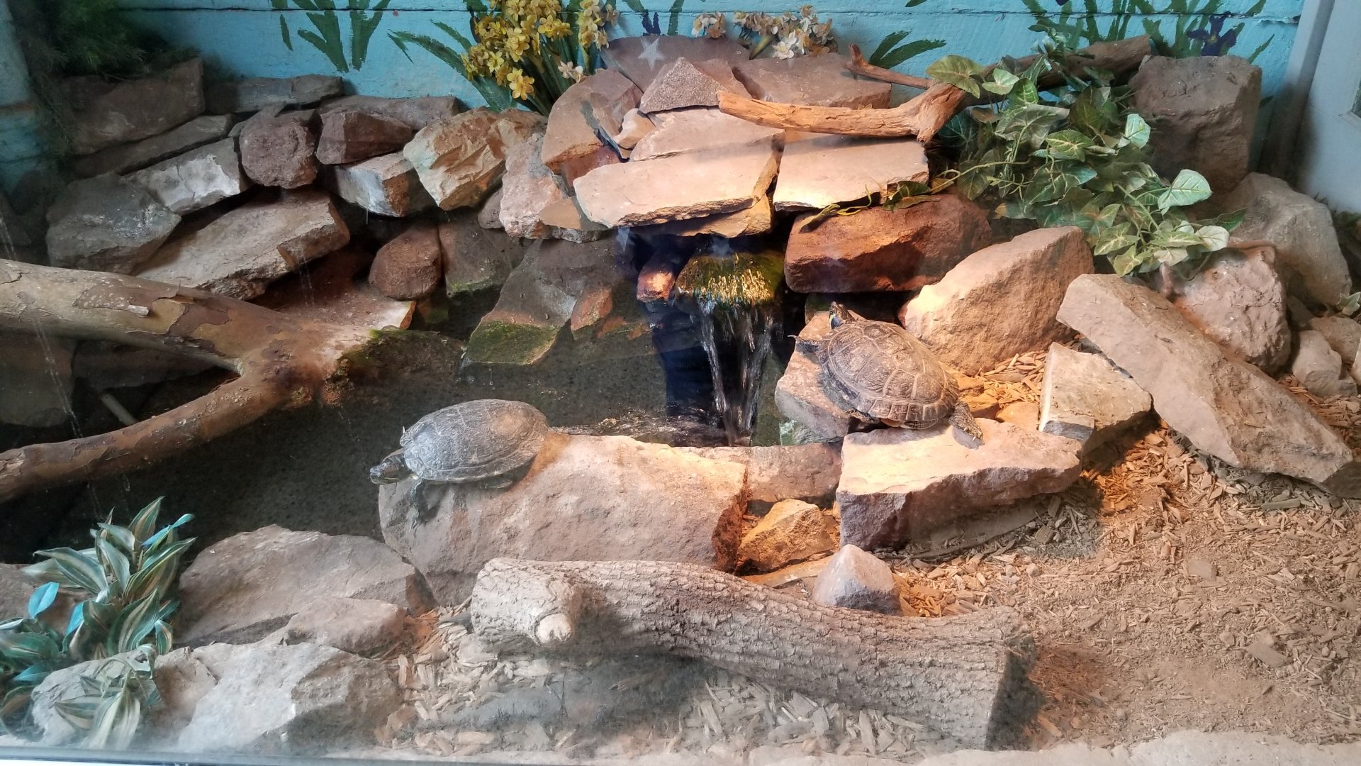 USVP - Peninsula cooter, red-eared slider