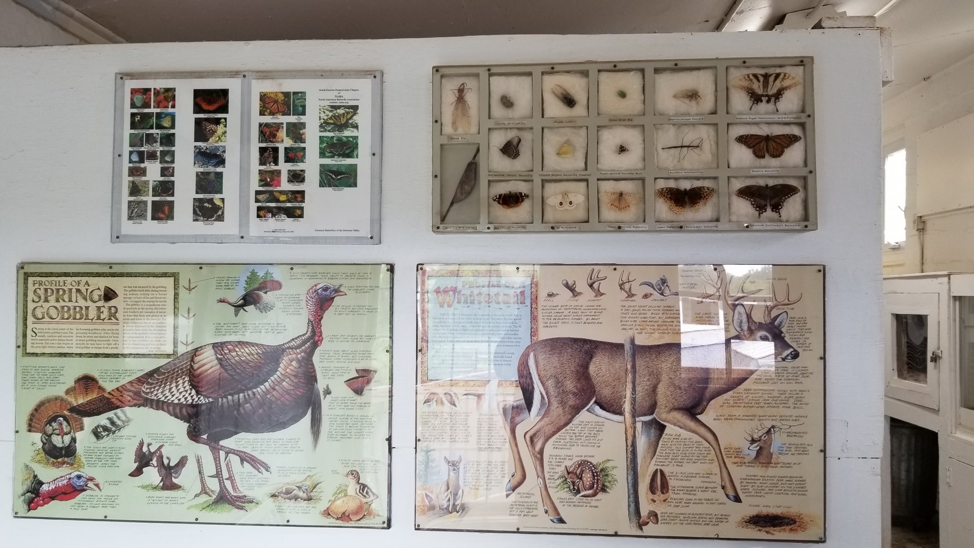 USVP - Posters, local species of moth and butterfly