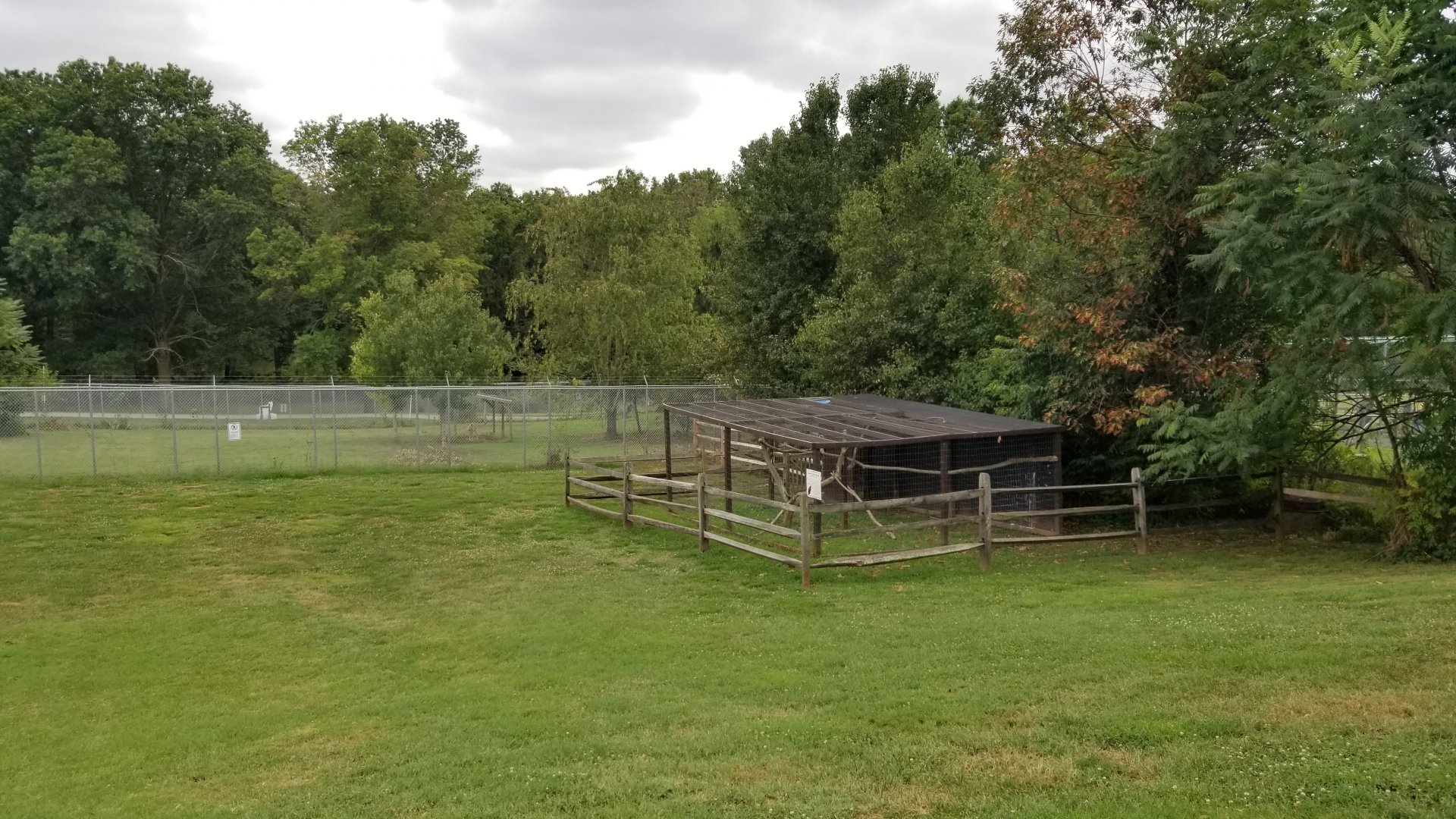 USVP - Red-tailed hawk, wolves