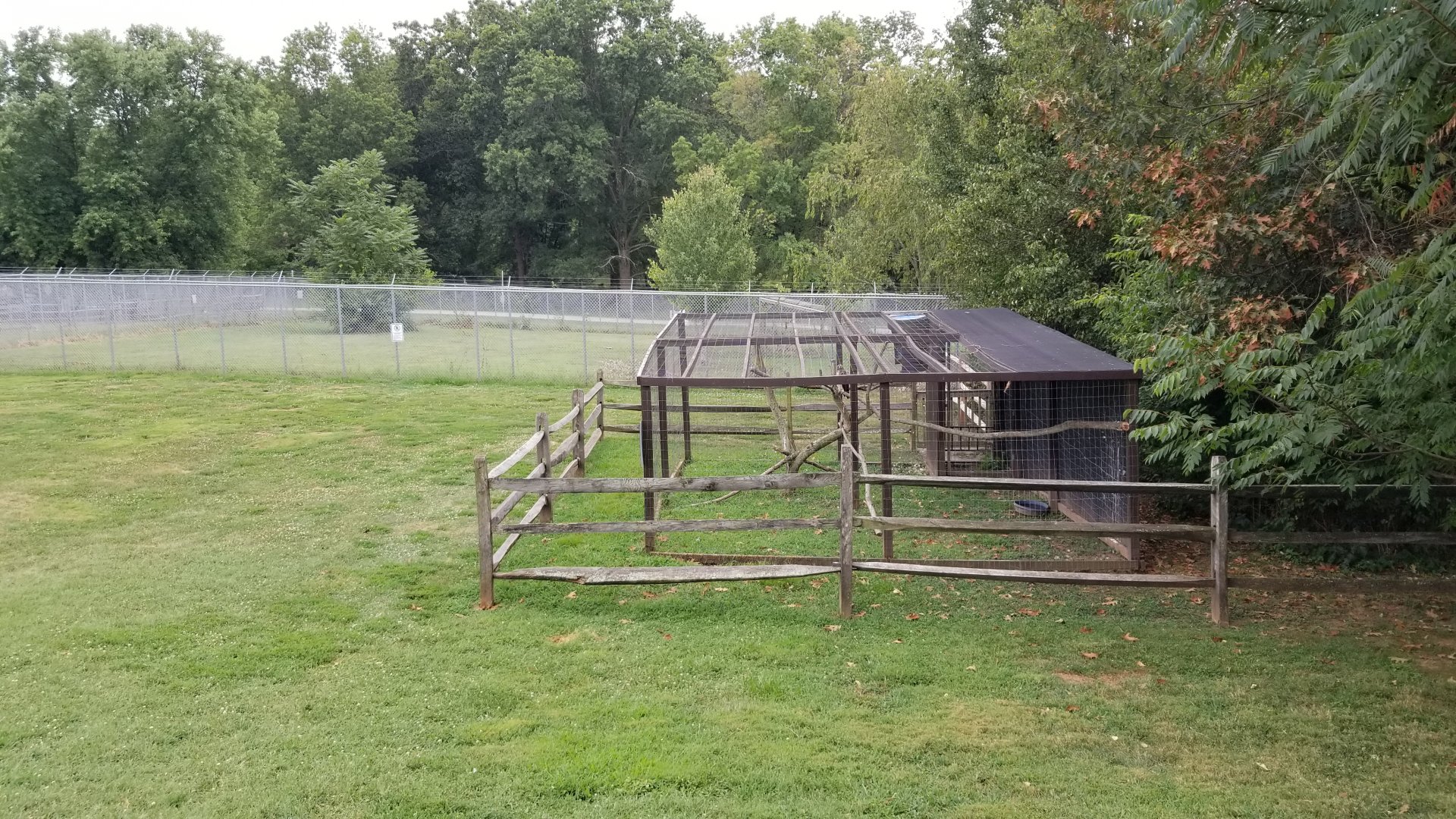 USVP - Red-tailed hawk, wolves