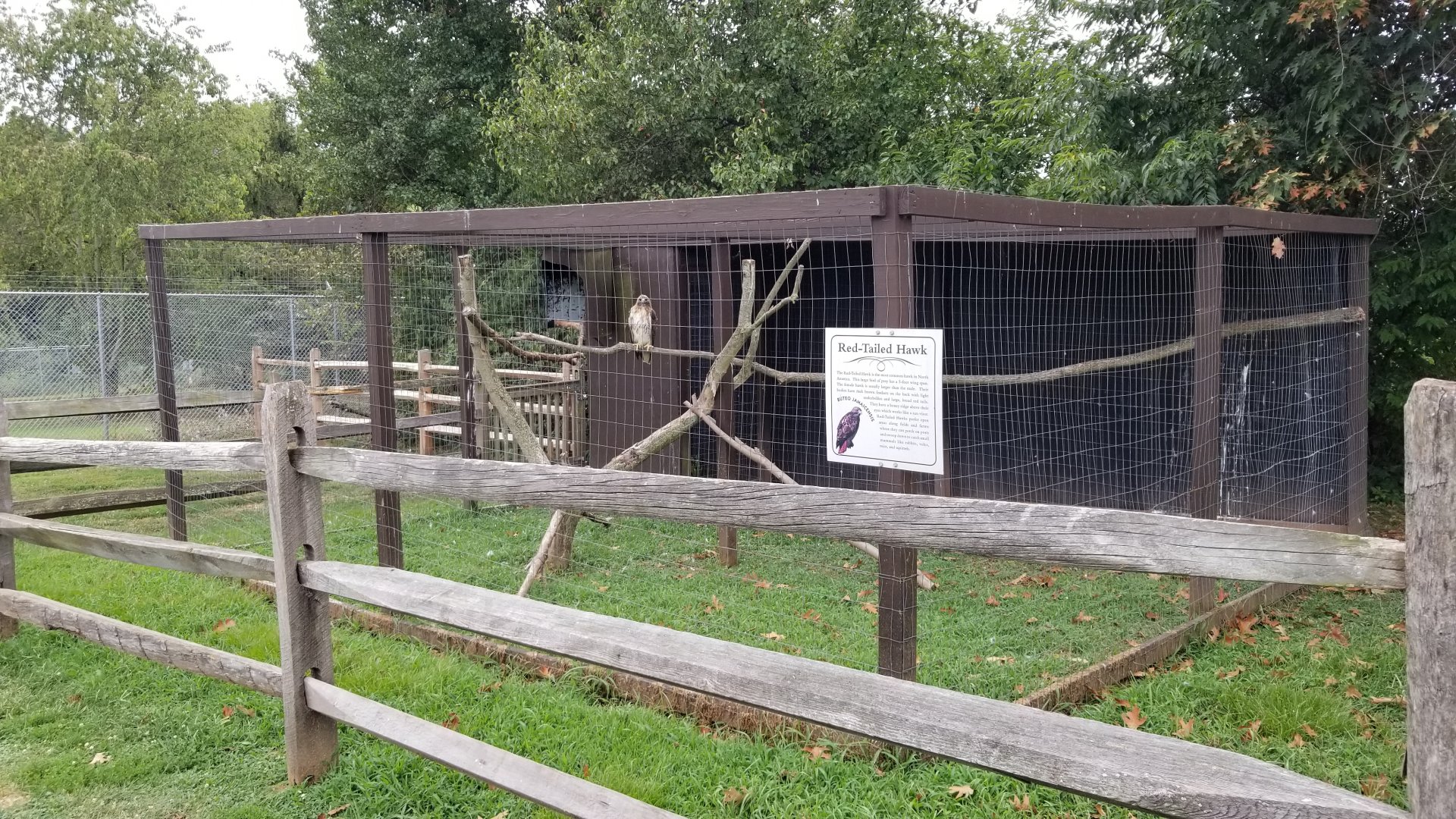 USVP - Red-tailed hawk