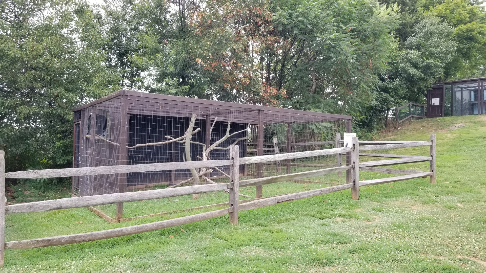 USVP - Red-tailed hawk