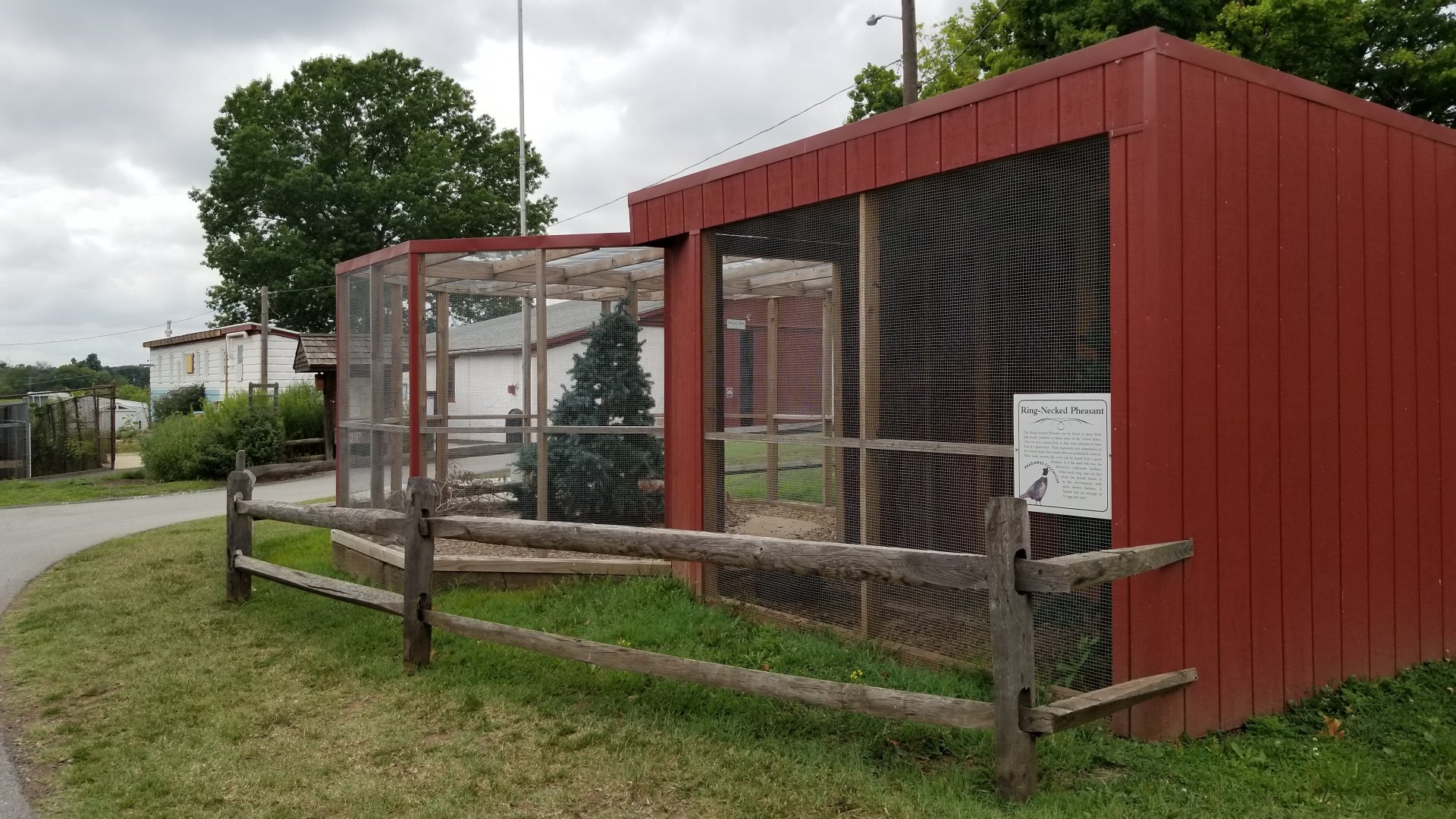 USVP - Ring-neck pheasant
