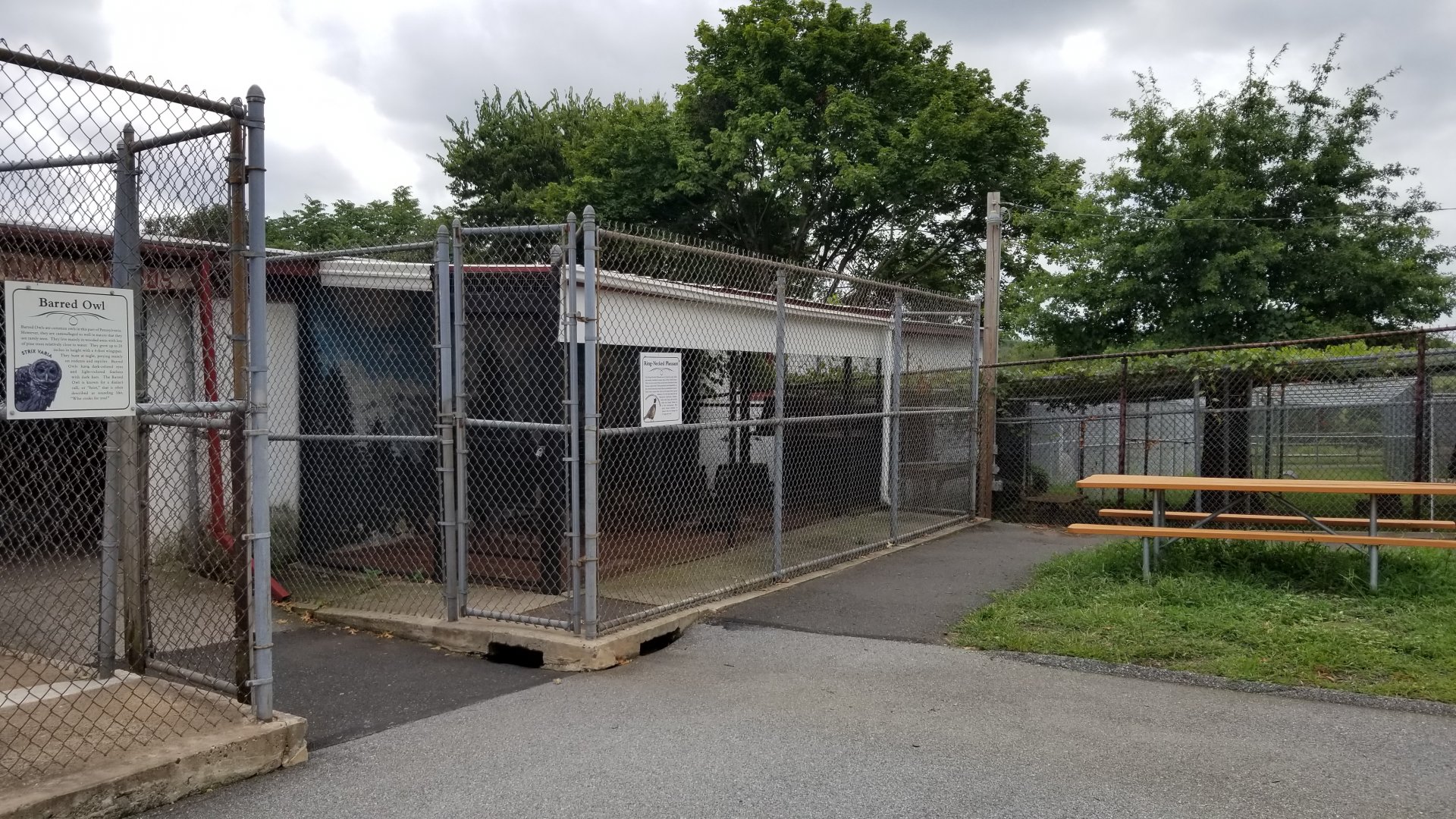 USVP - Ring-neck pheasant