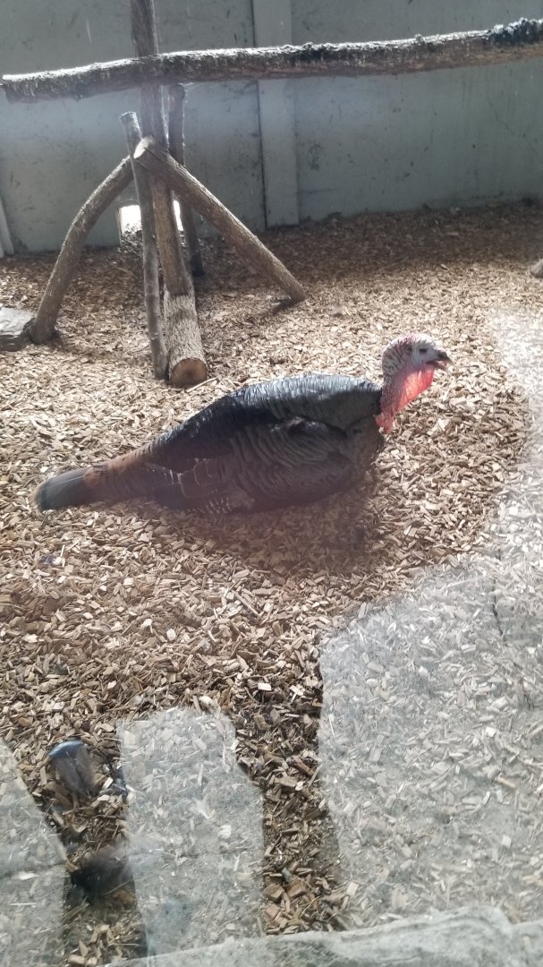 USVP - Schuylkill Woods, eastern wild turkey