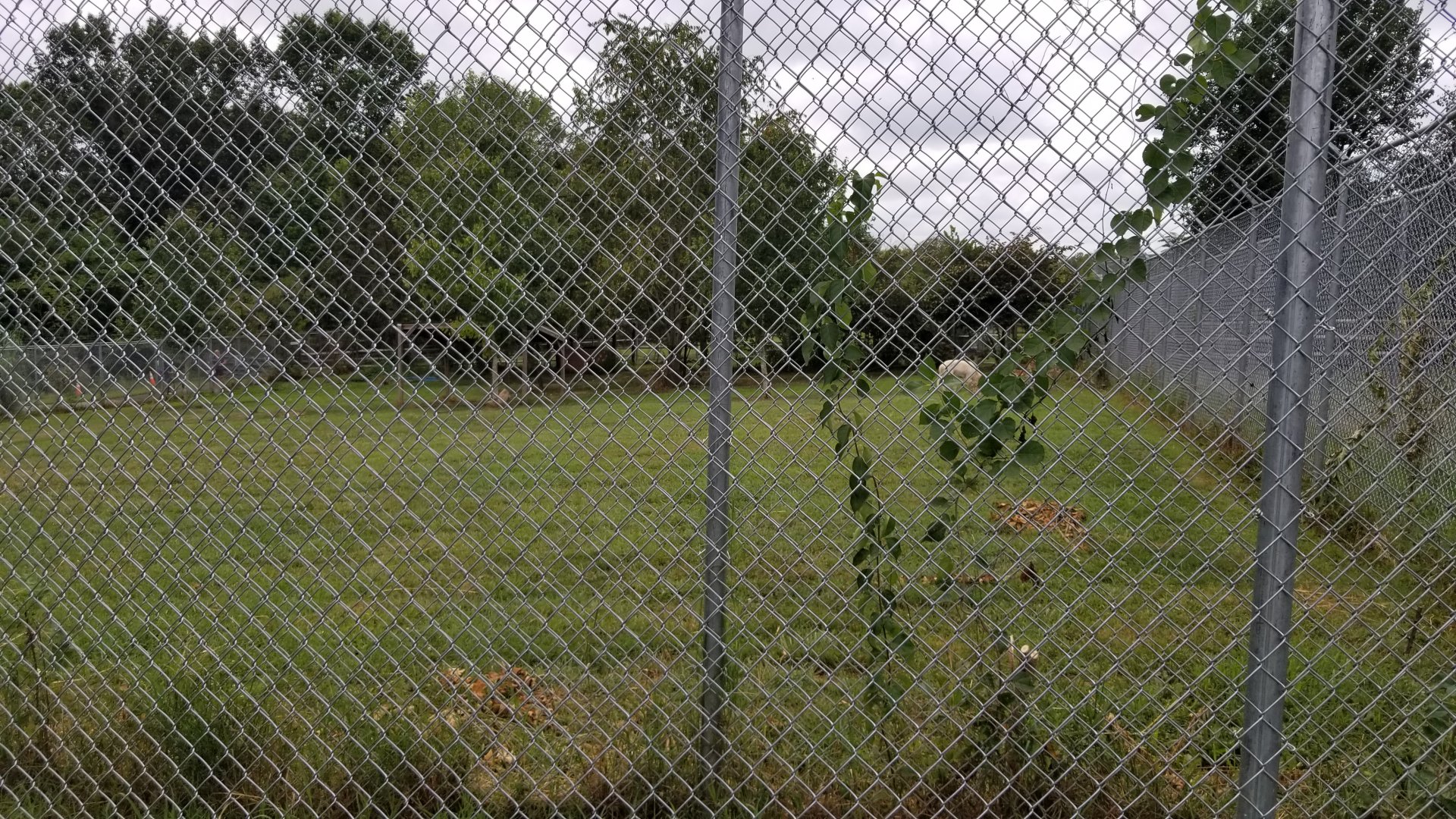 USVP - Side of wolves