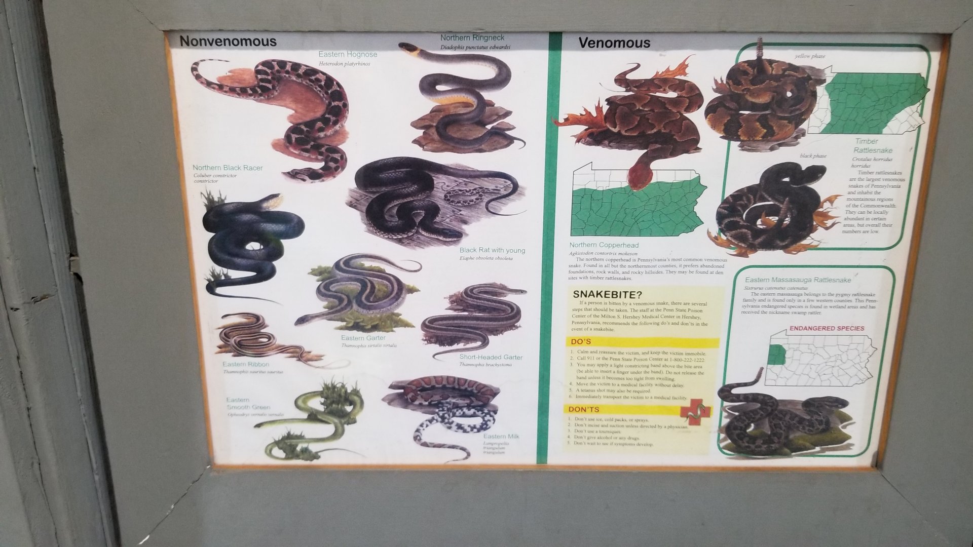 USVP - Snakes native to the area