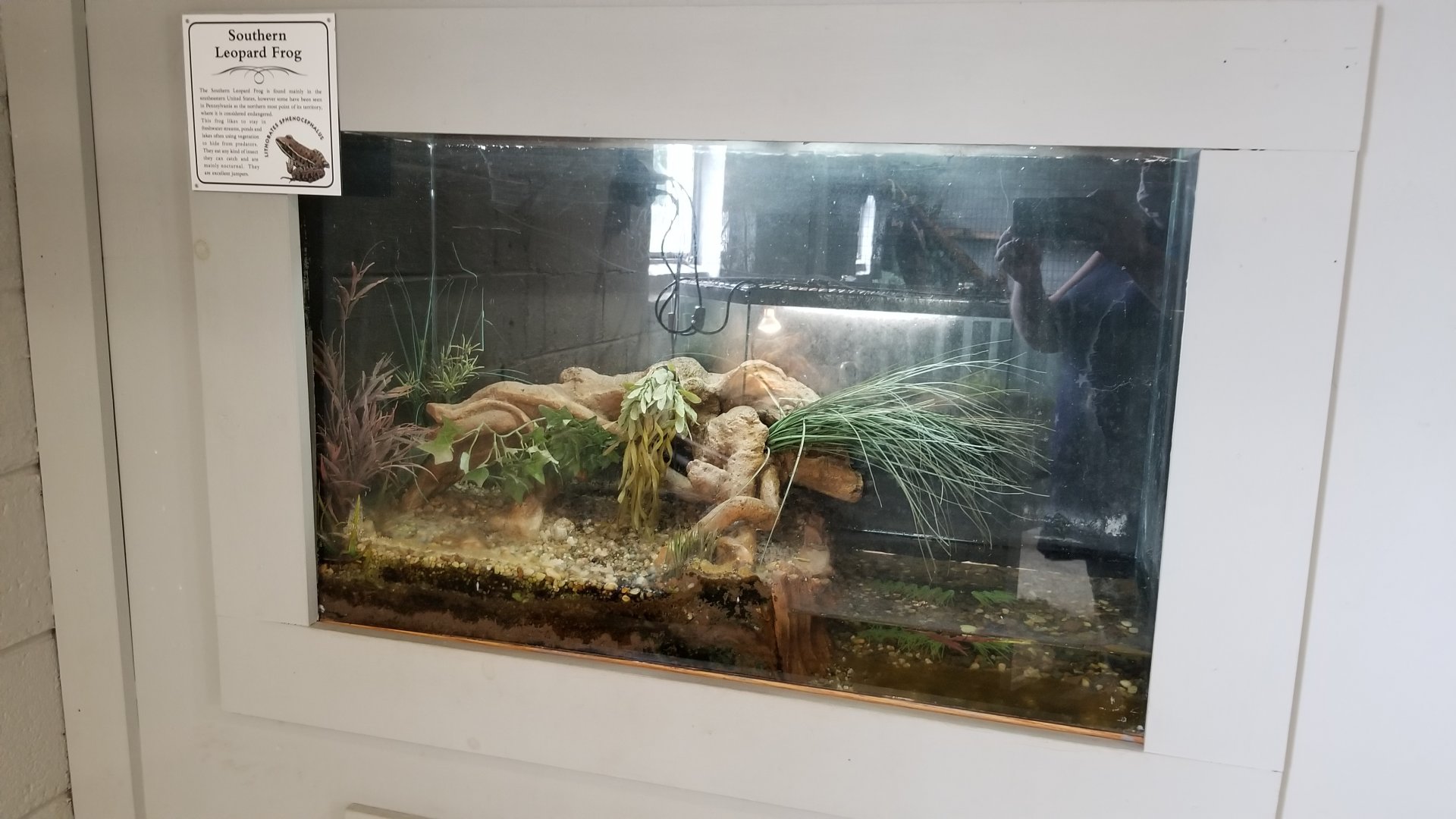 USVP - Southern leopard frog