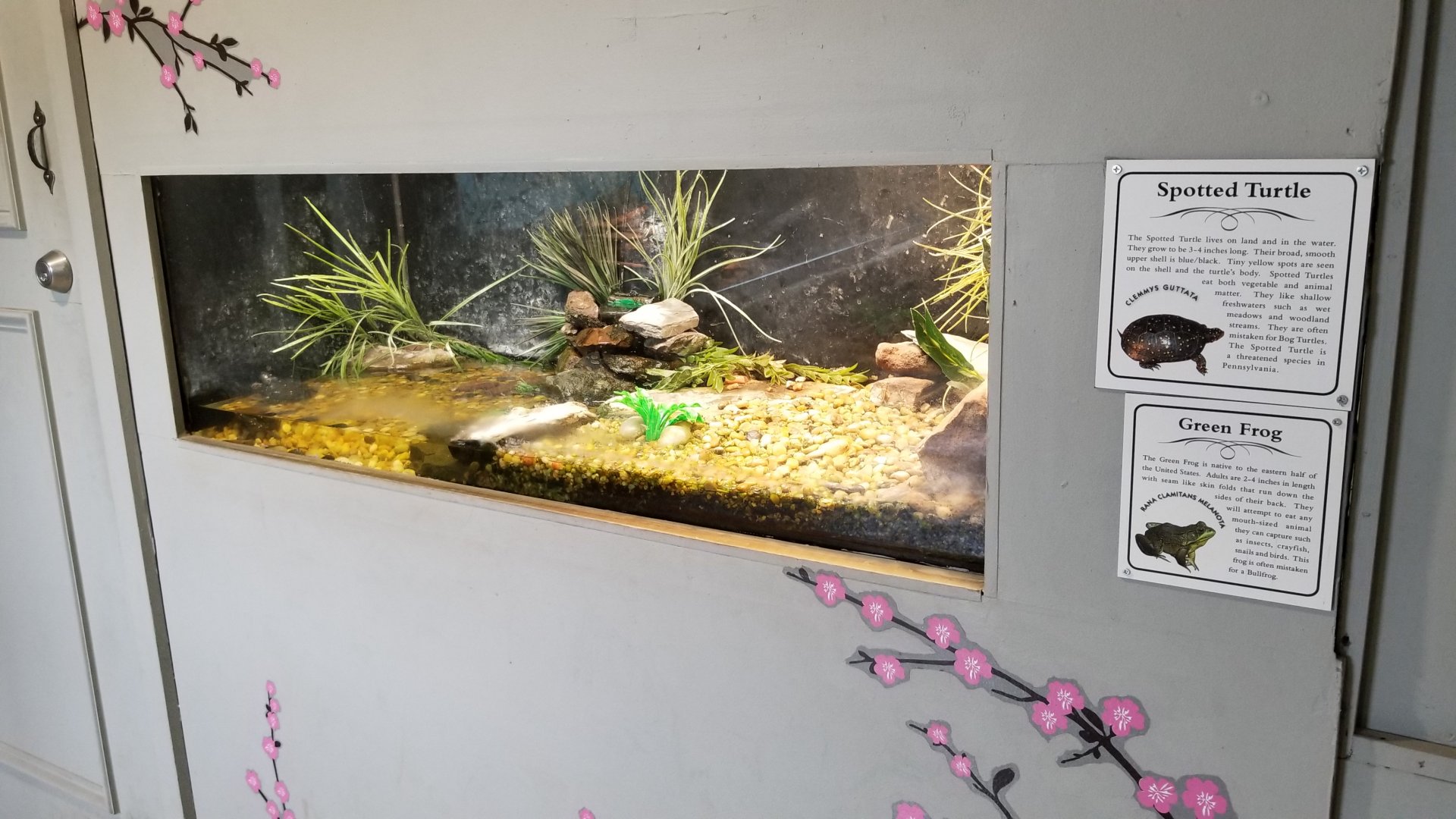 USVP - Spotted turtle, green frog