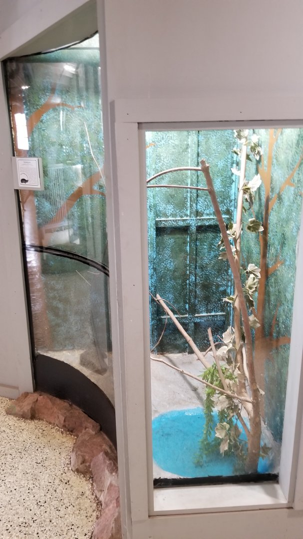 USVP - Stinkpot turtle