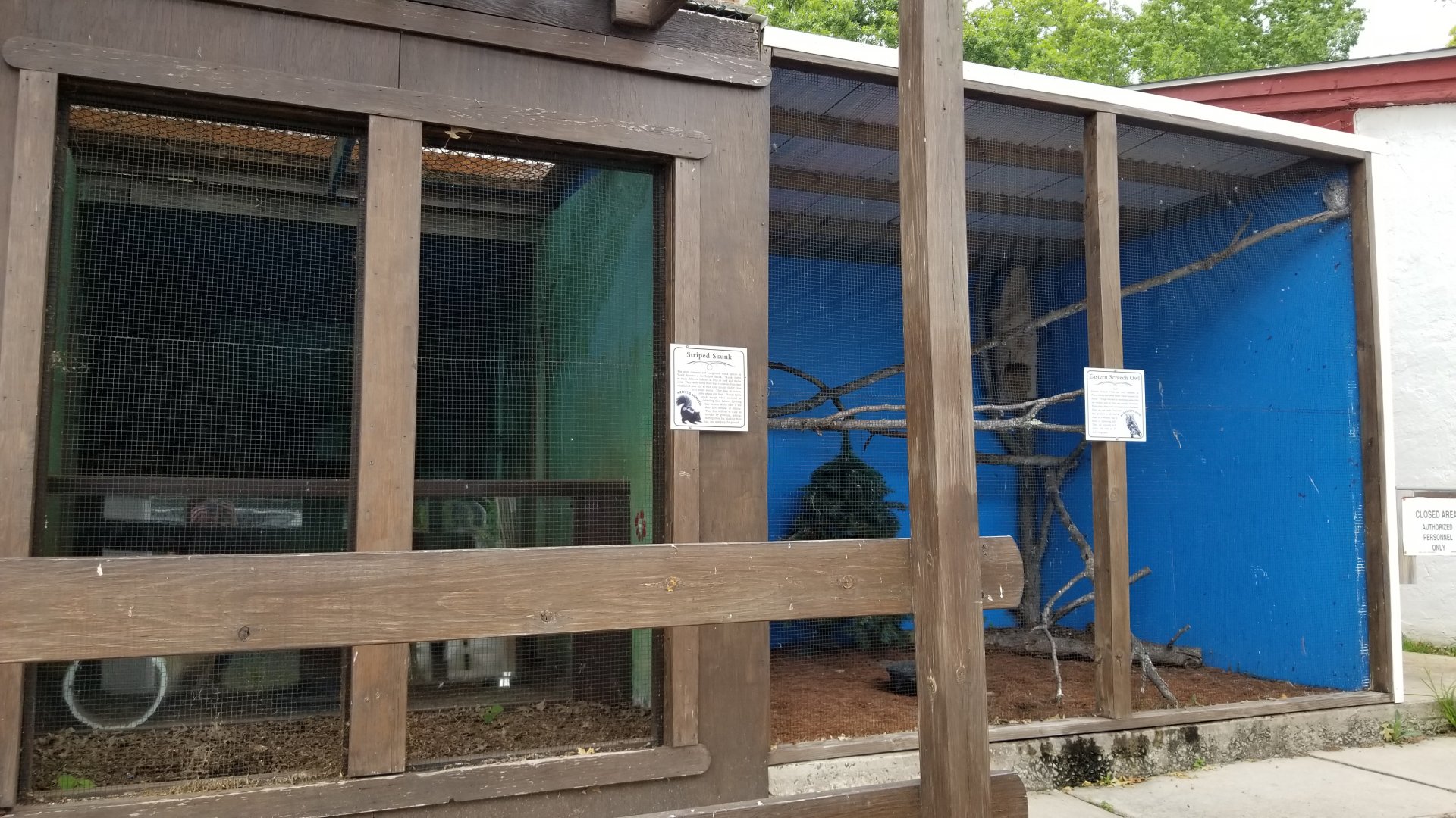 USVP - Striped skunk, eastern screech owl