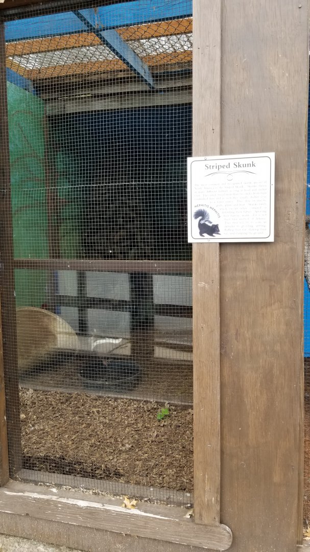 USVP - Striped skunk