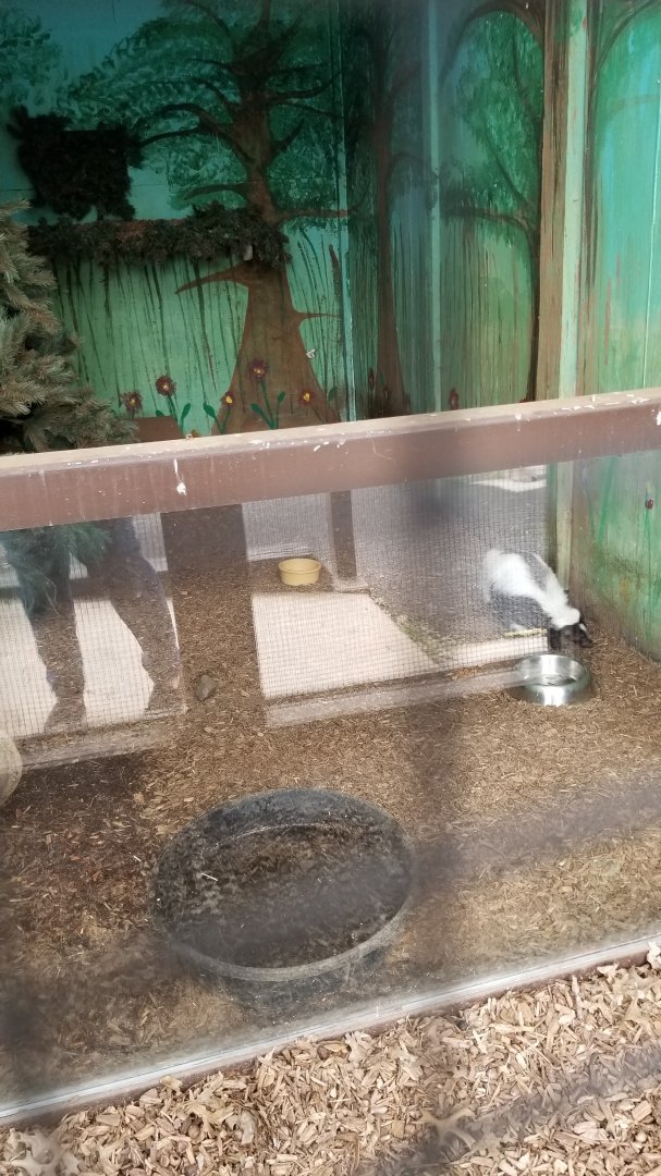 USVP - Striped skunk