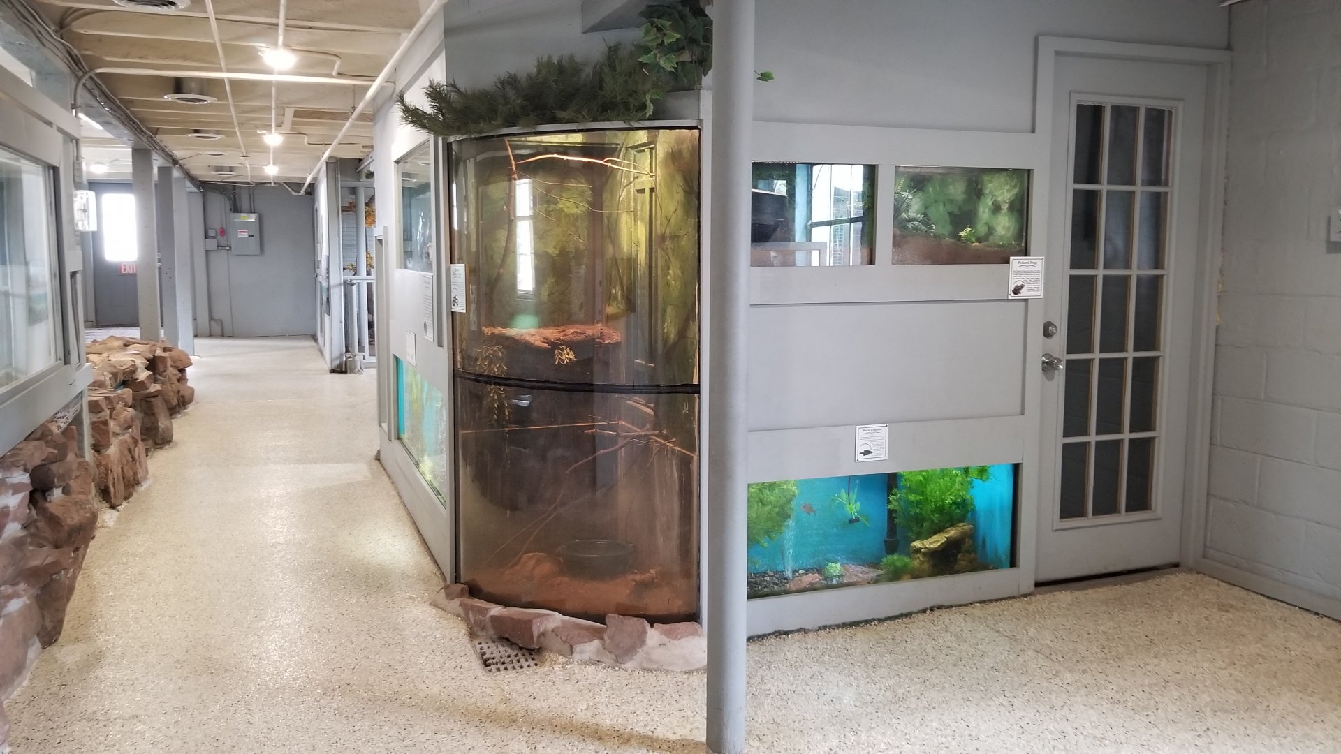 USVP - walkway through building; tall exhibit is eastern ribbon snake