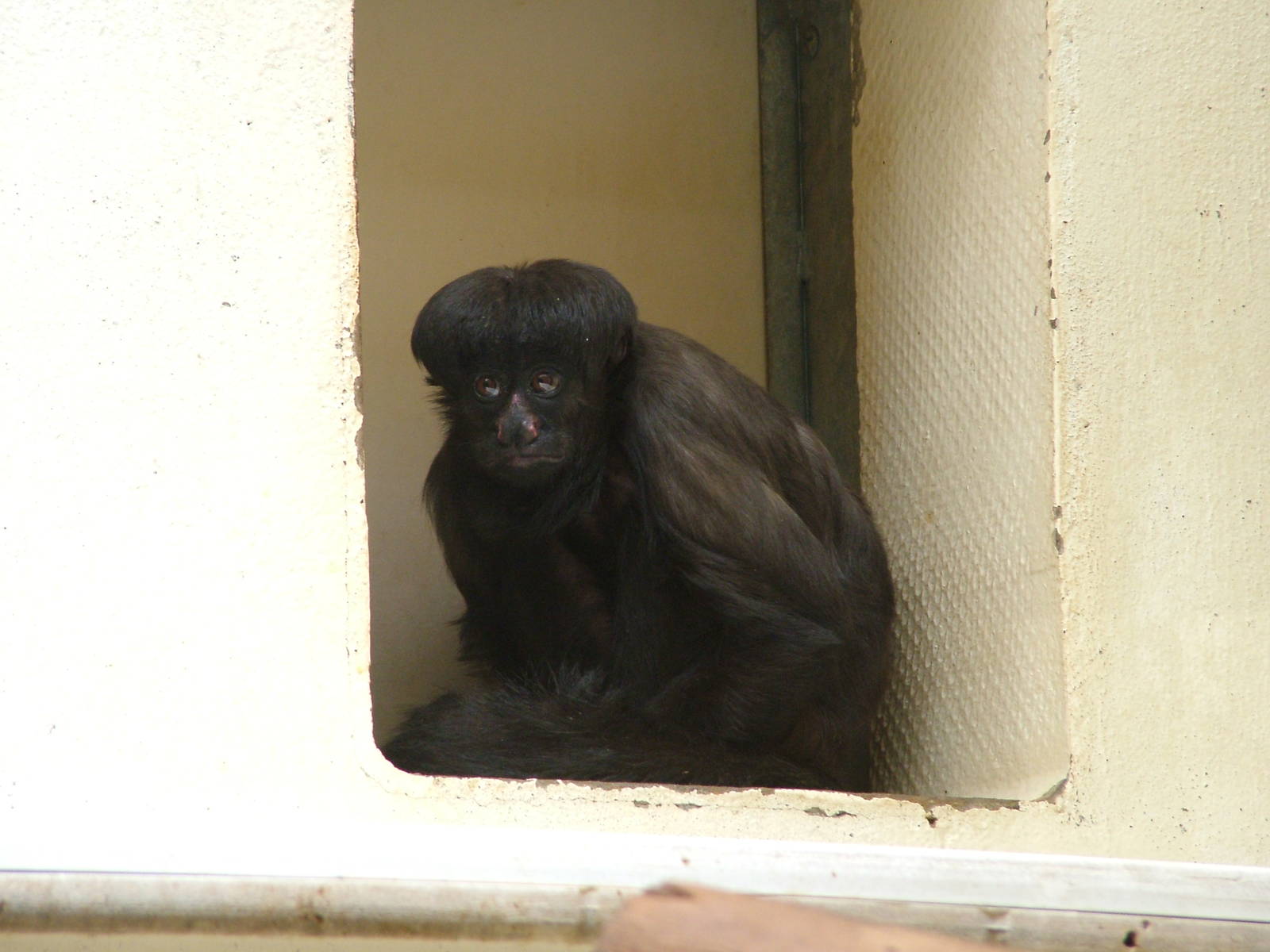 Uta Hick's Bearded Saki at Mulhouse 29/08/09
