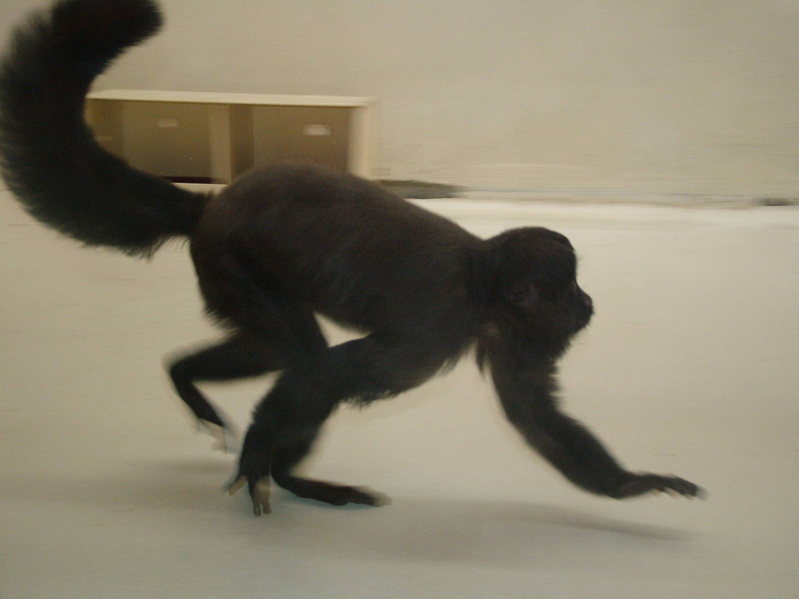 Uta Hick's Bearded Saki at Mulhouse 29/08/09