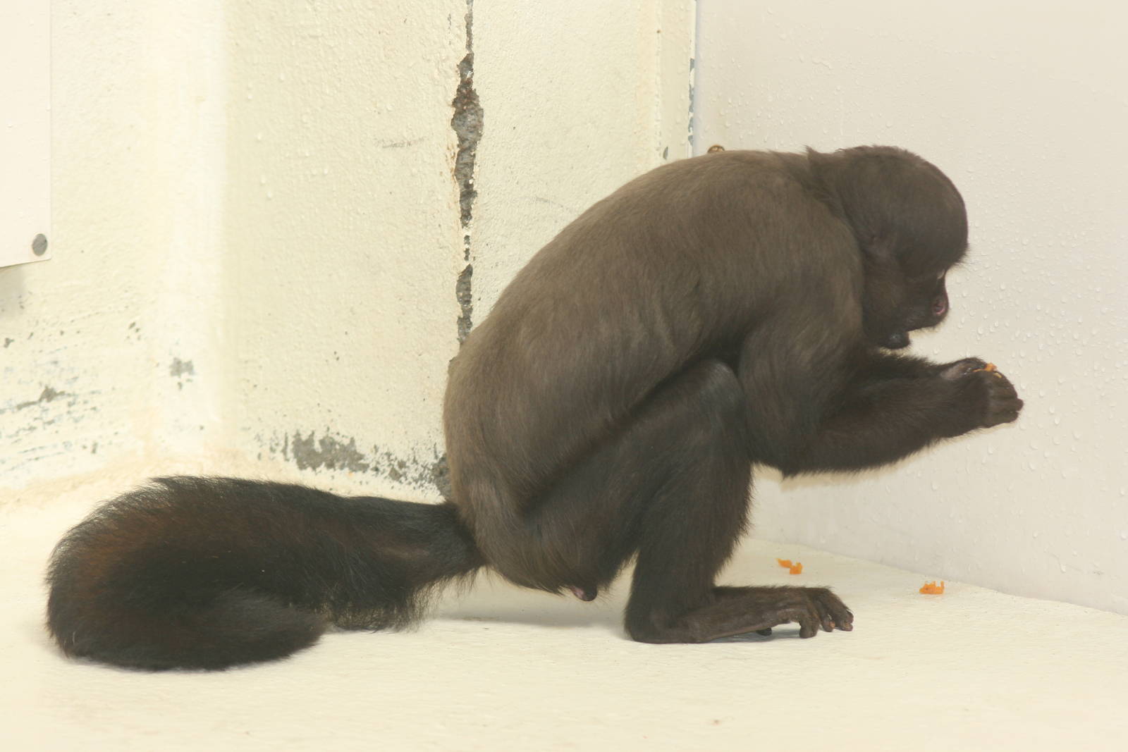Uta Hick's bearded saki; Mulhouse Zoo; 29th August 2009