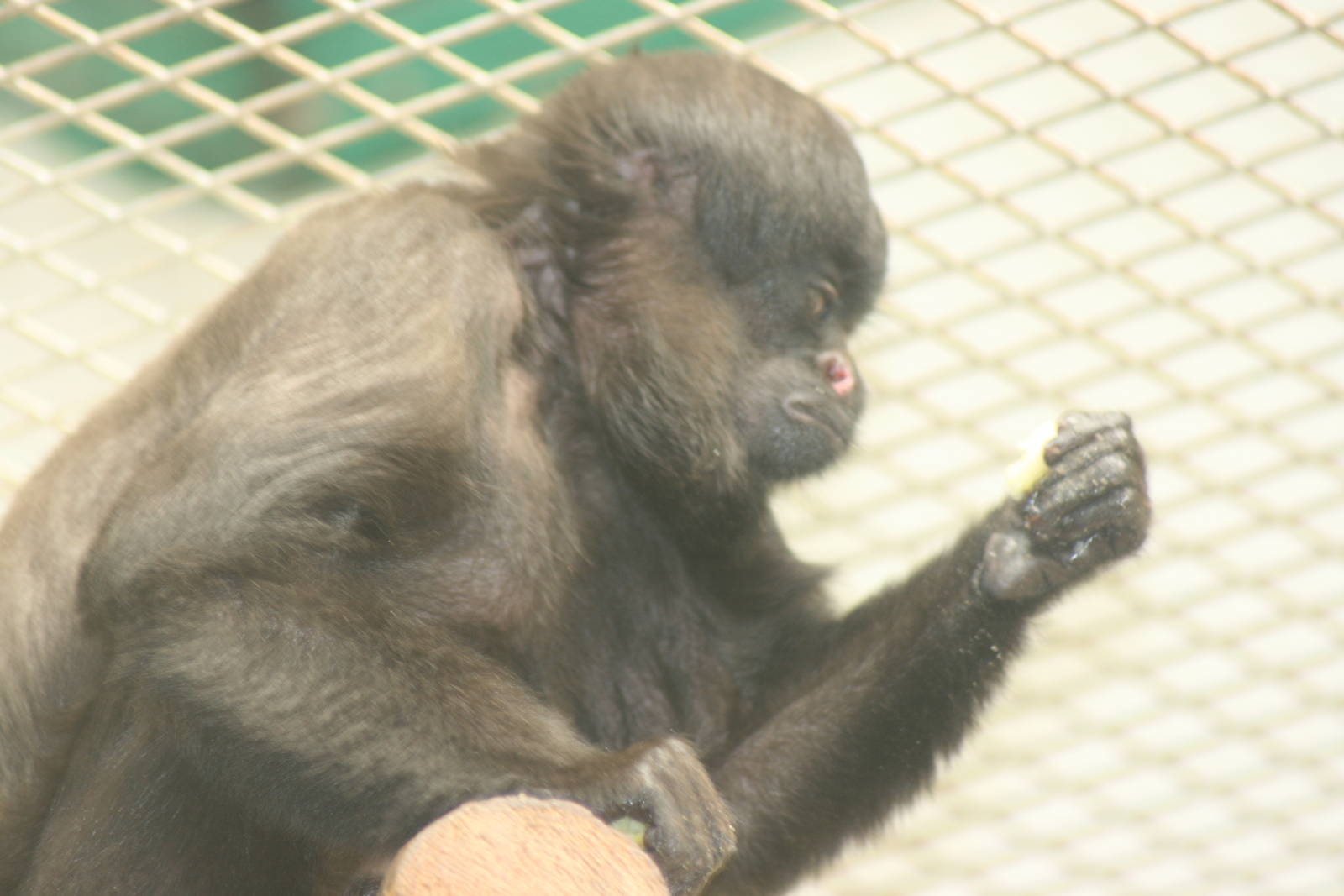 Uta Hick's bearded saki; Mulhouse Zoo; 29th August 2009