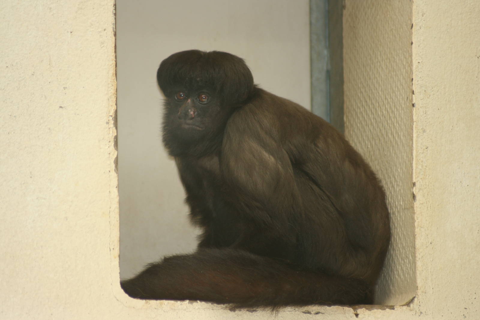 Uta Hick's bearded saki; Mulhouse Zoo; 29th August 2009