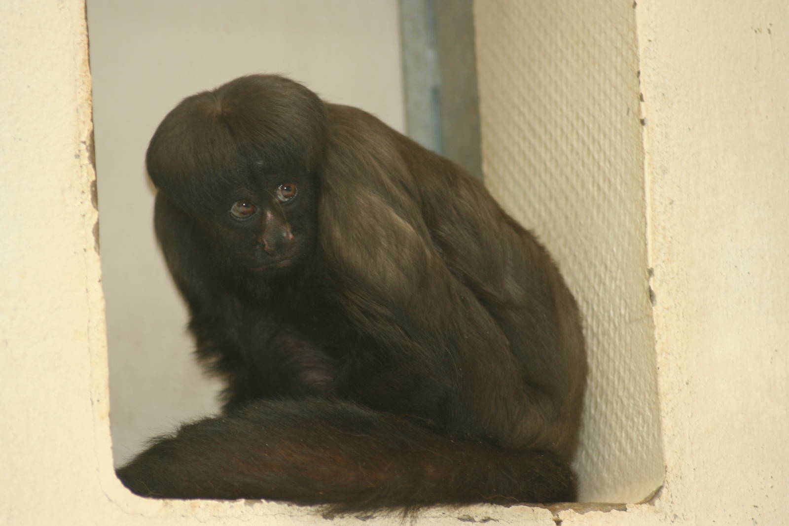Uta Hick's bearded saki; Mulhouse Zoo; 29th August 2009