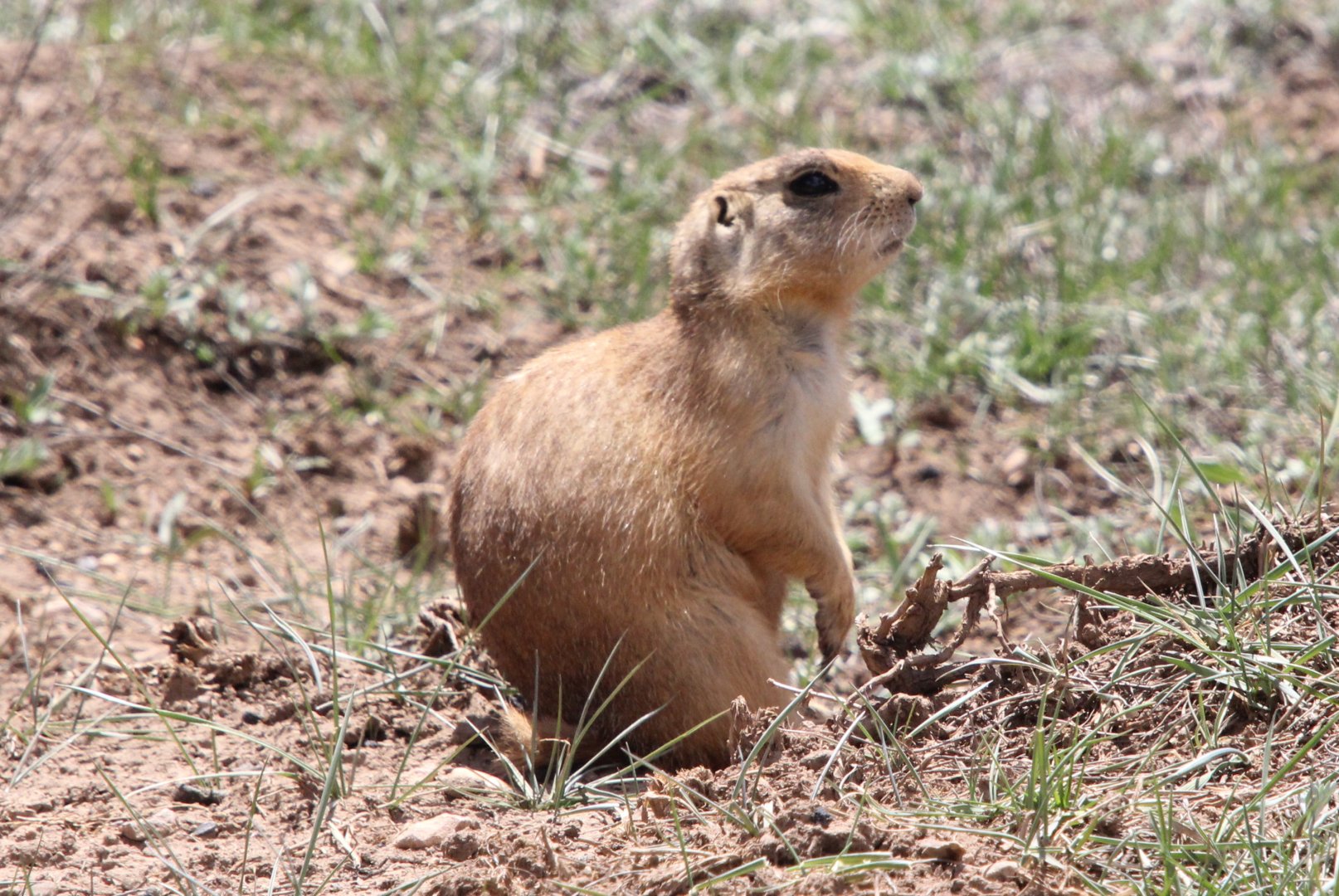 Utah prairie dog (Cynomys parvidens)
