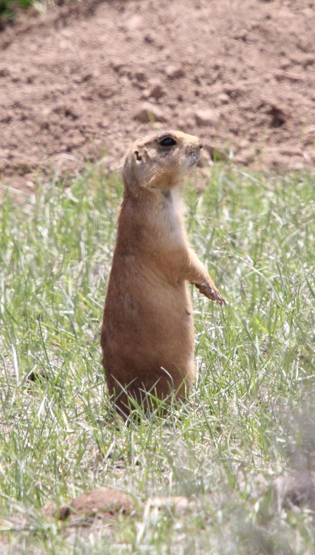 Utah prairie dog (Cynomys parvidens)