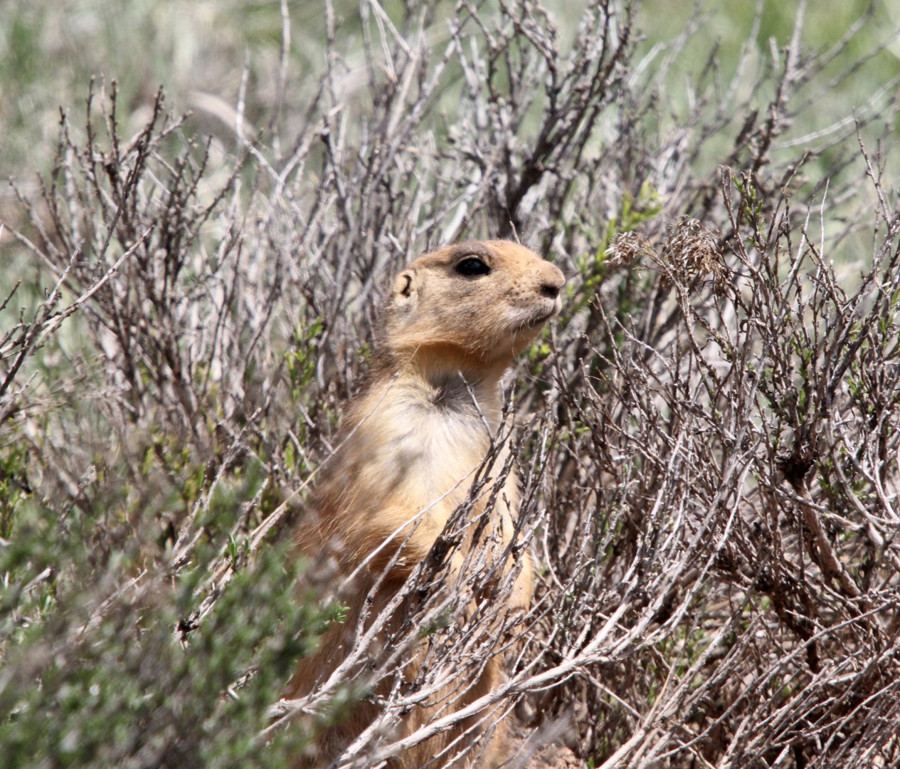 Utah prairie dog (Cynomys parvidens)