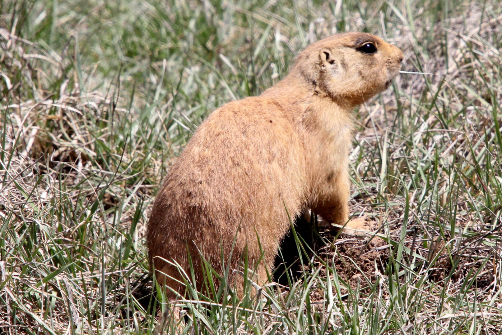 Utah prairie dog (Cynomys parvidens)