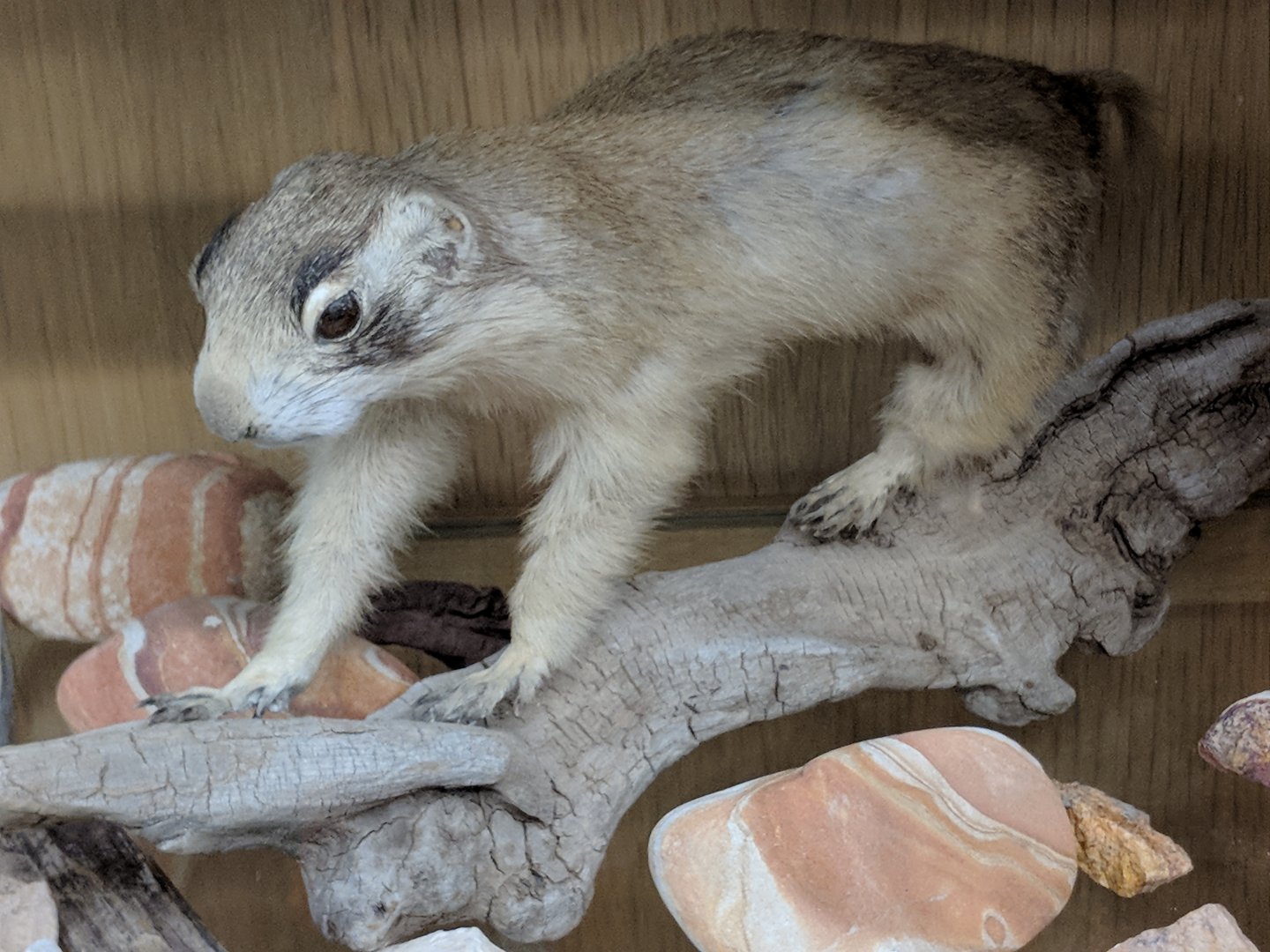 Utah prairie dog (Cynomys parvidens)