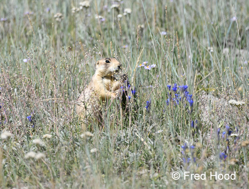 Utah prairie dog (wild)