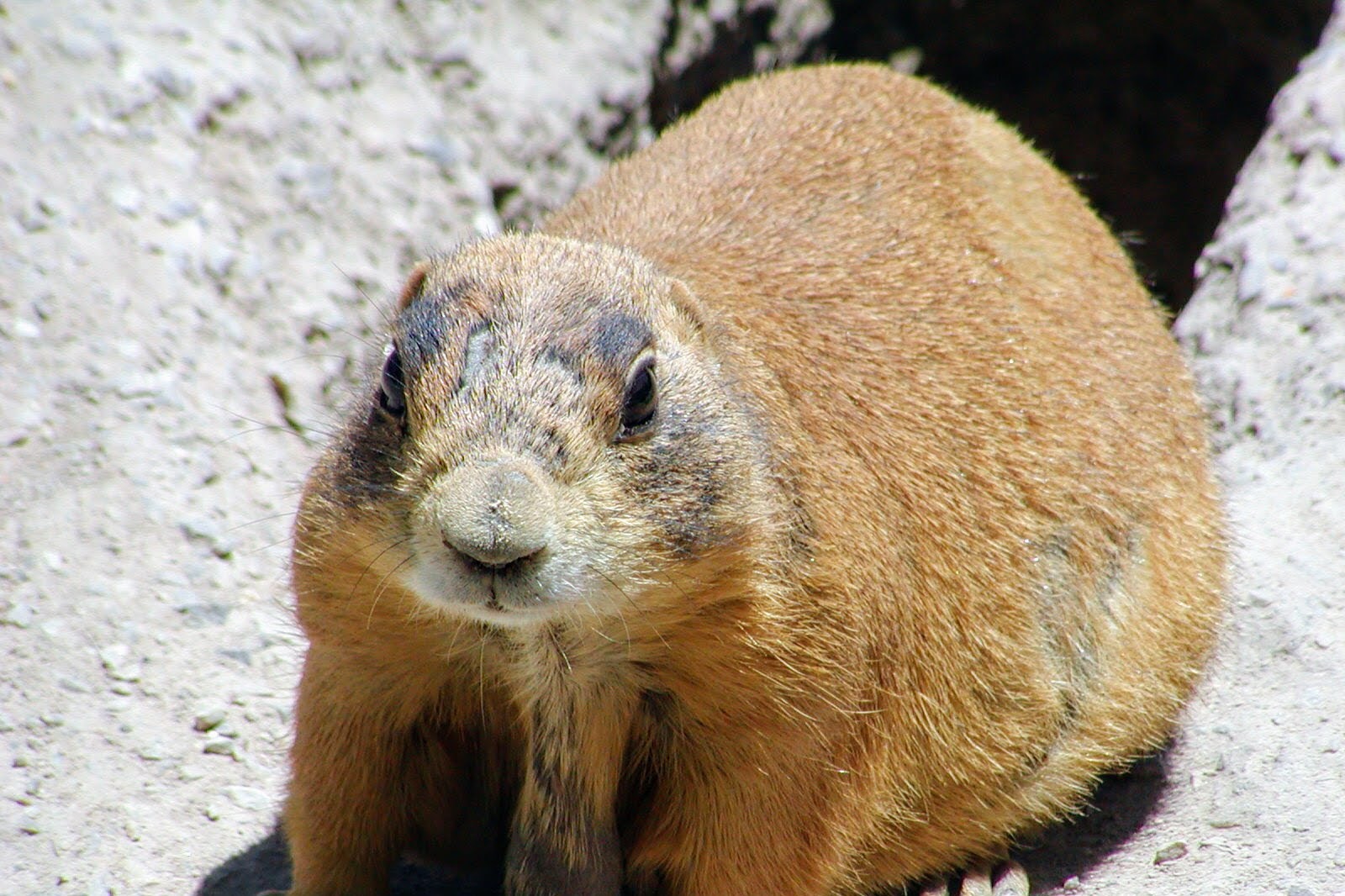 Utah Prairie Dog