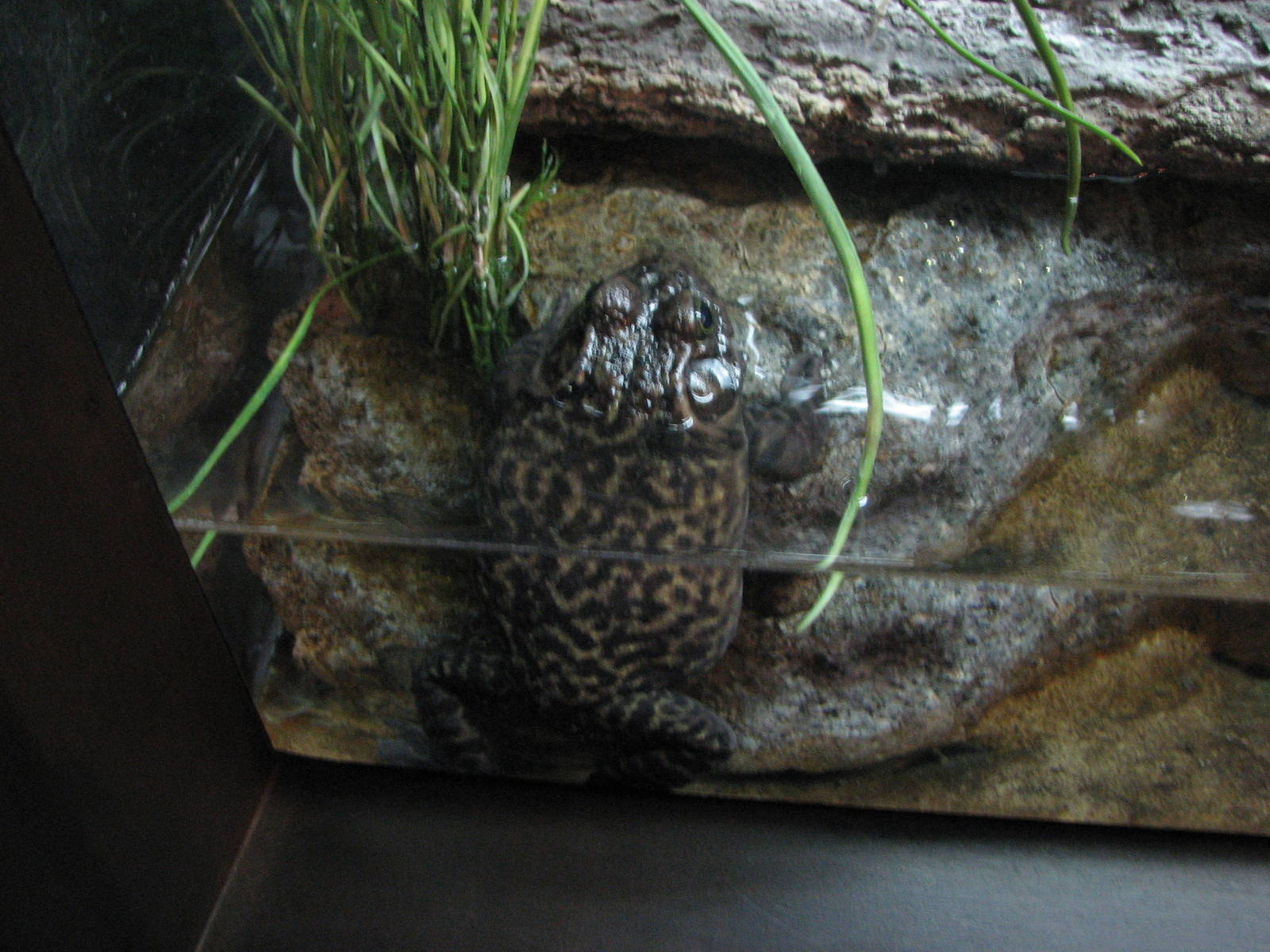 Utah Waters - American Bullfrog
