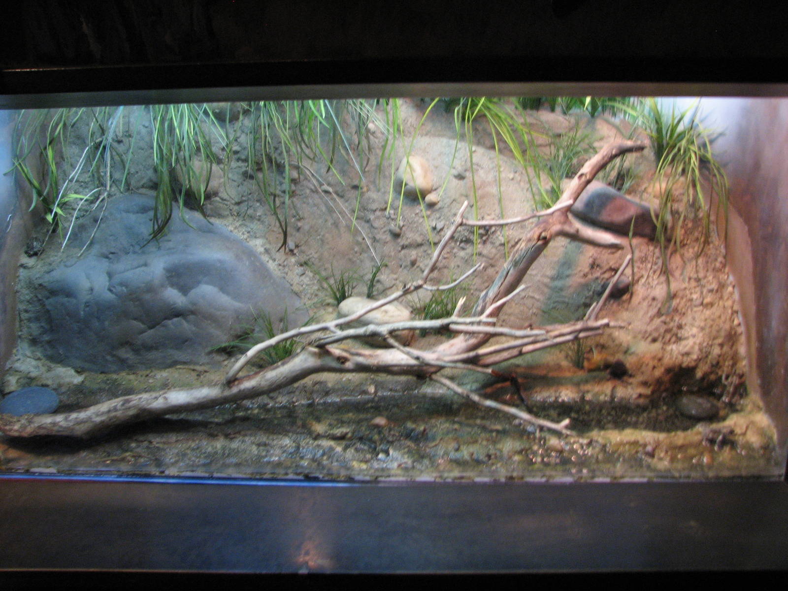 Utah Waters - Boreal Toad Exhibit