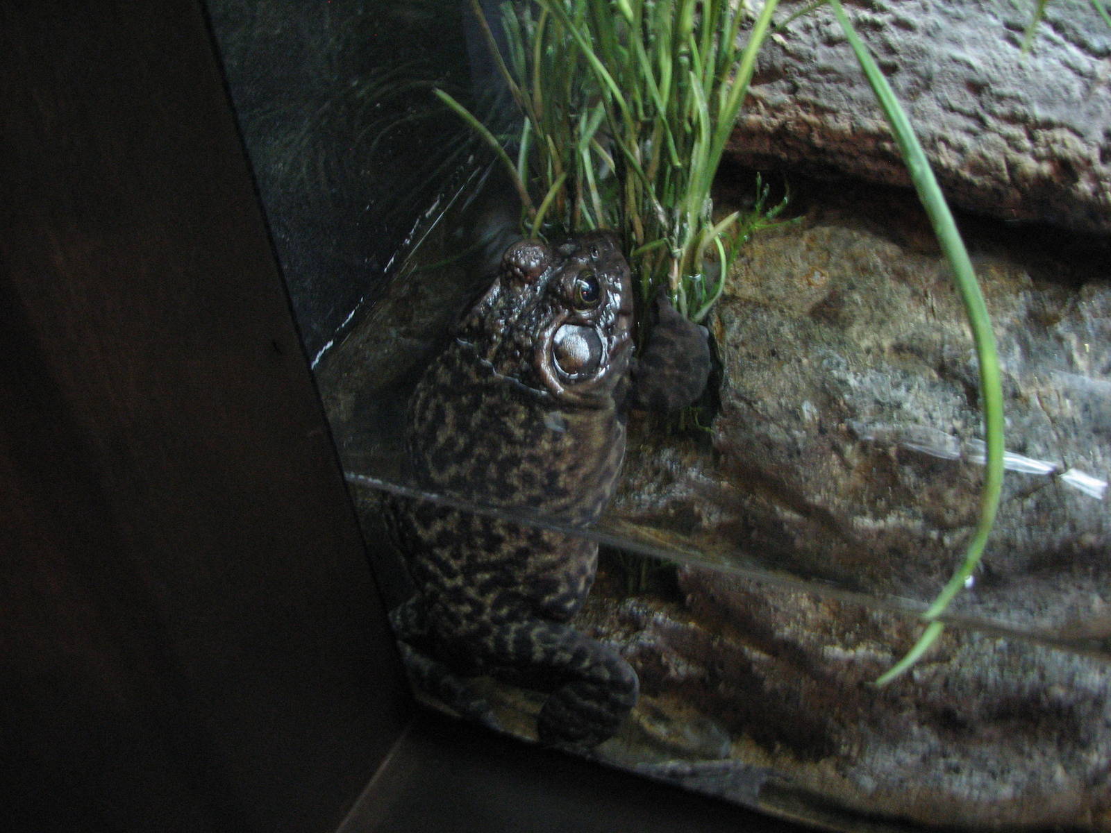 Utah Waters Gallery - American Bullfrog