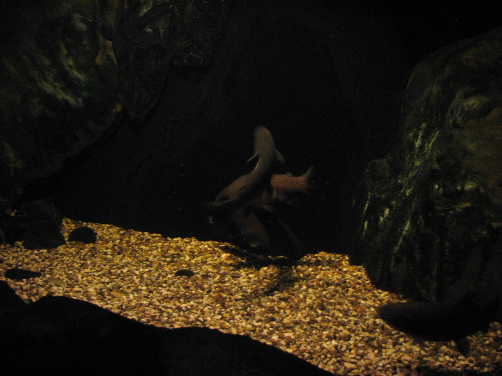 Utah Waters Gallery - Bonneville Cutthroat Trout