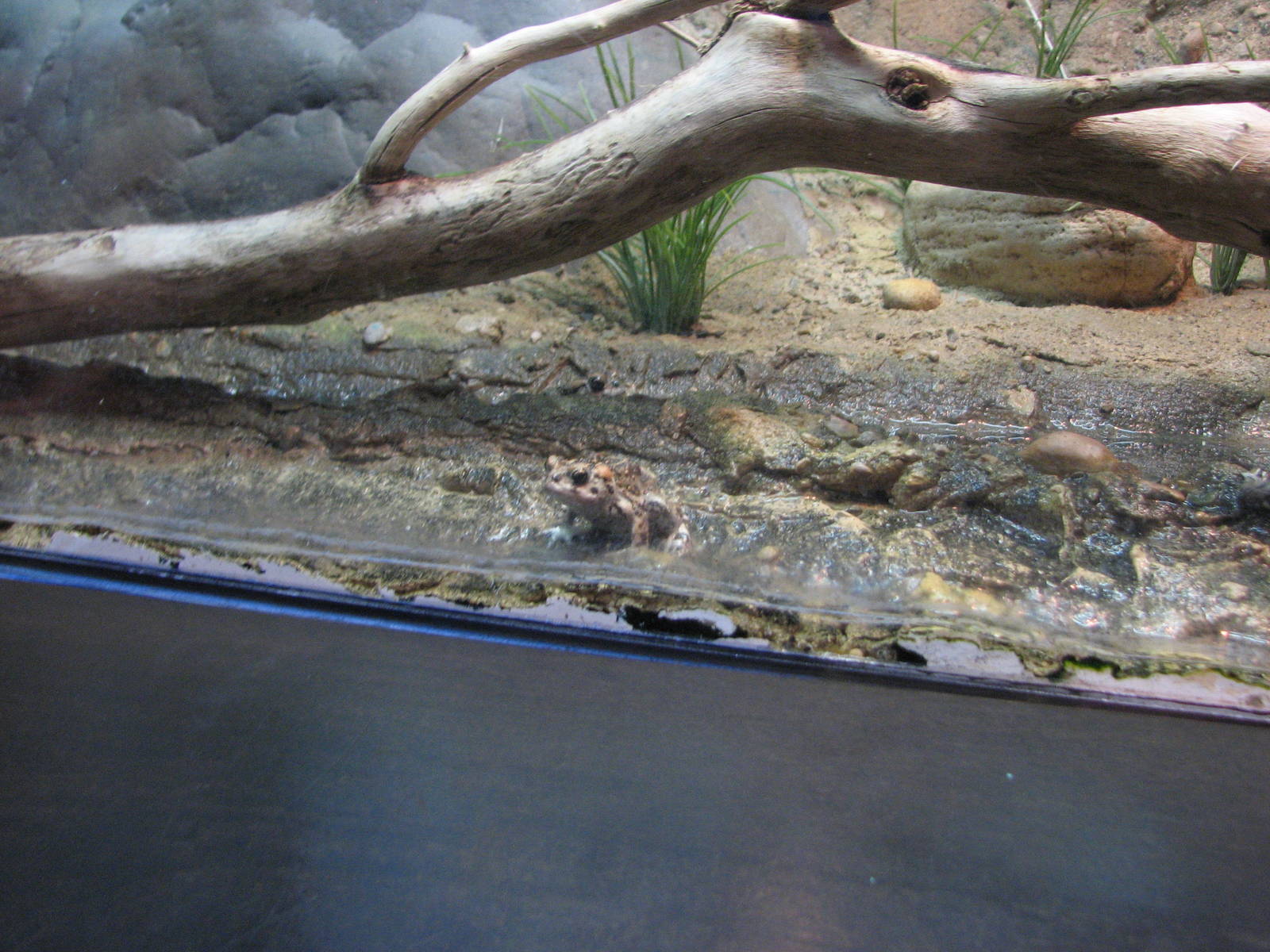 Utah Waters Gallery - Boreal Toad