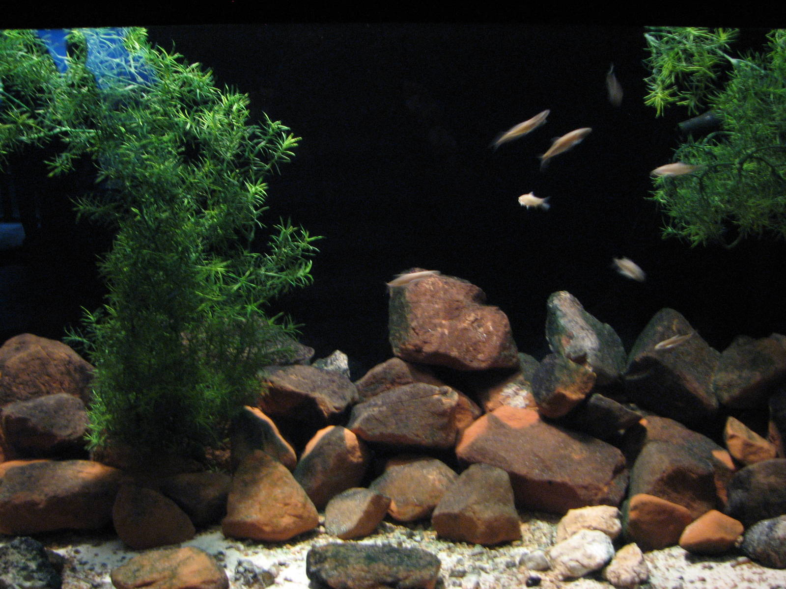 Utah Waters Gallery - Least Chub