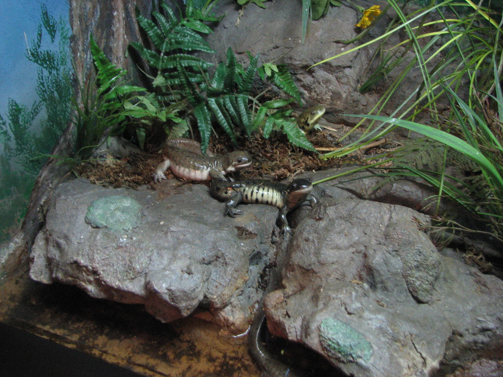 Utah Waters Gallery - Tiger Salamander