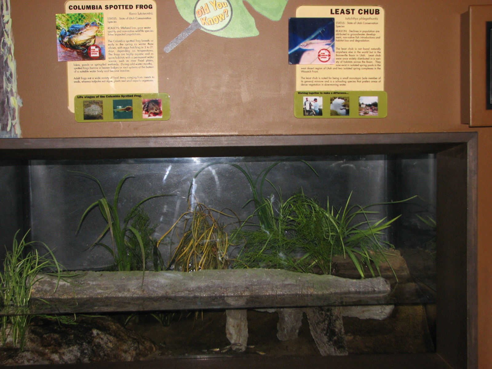 Utah Waters - Least Chub & Columbia Spotted Frog