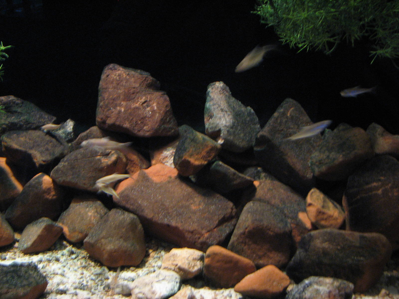 Utah Waters - Least Chub