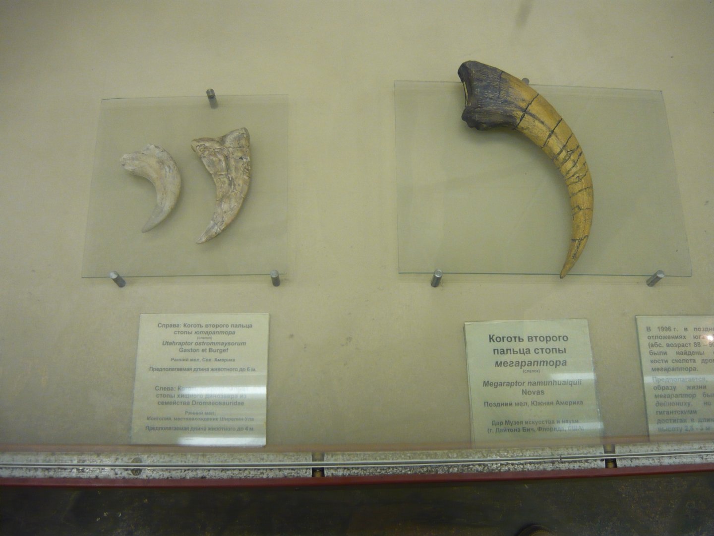 Utahraptor and Megaraptor claws (casts)