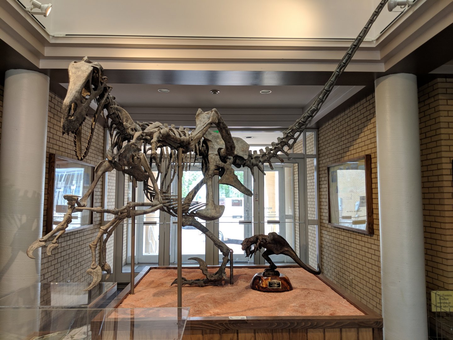 Utahraptor ostrommaysorum