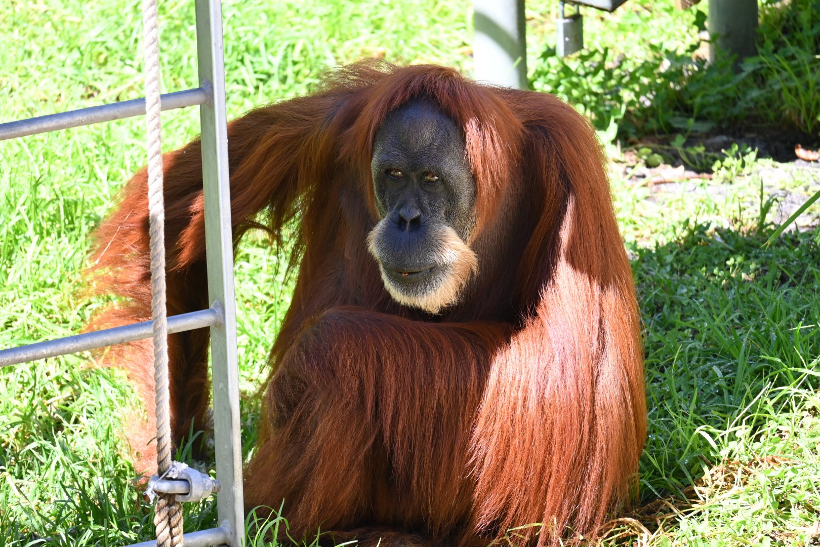 Utama-Sumatran Orangutan-2025